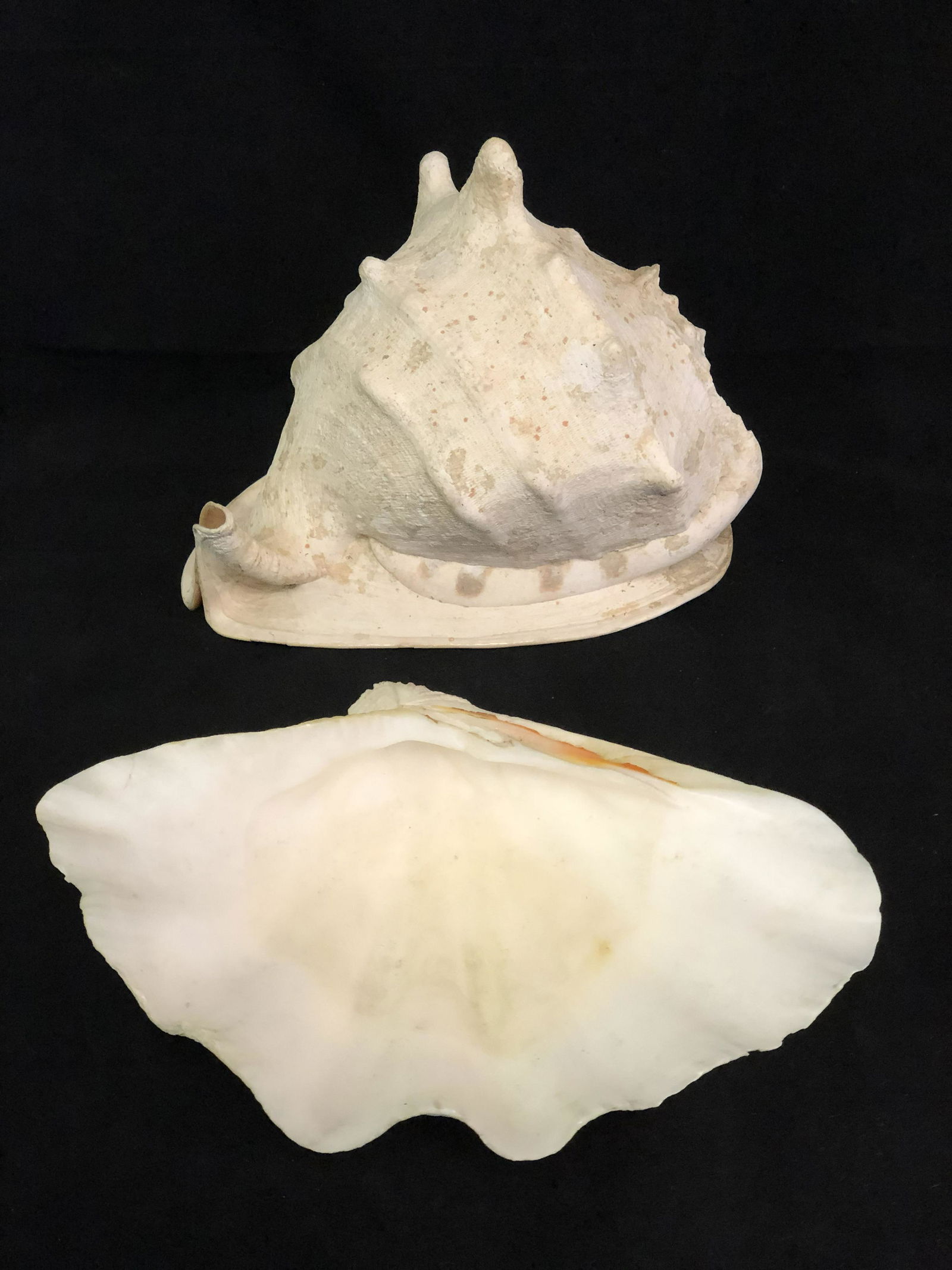 Large Conch, Clam Shell - Conch Approx. 11.5'' x 10'' , (1 of 5)