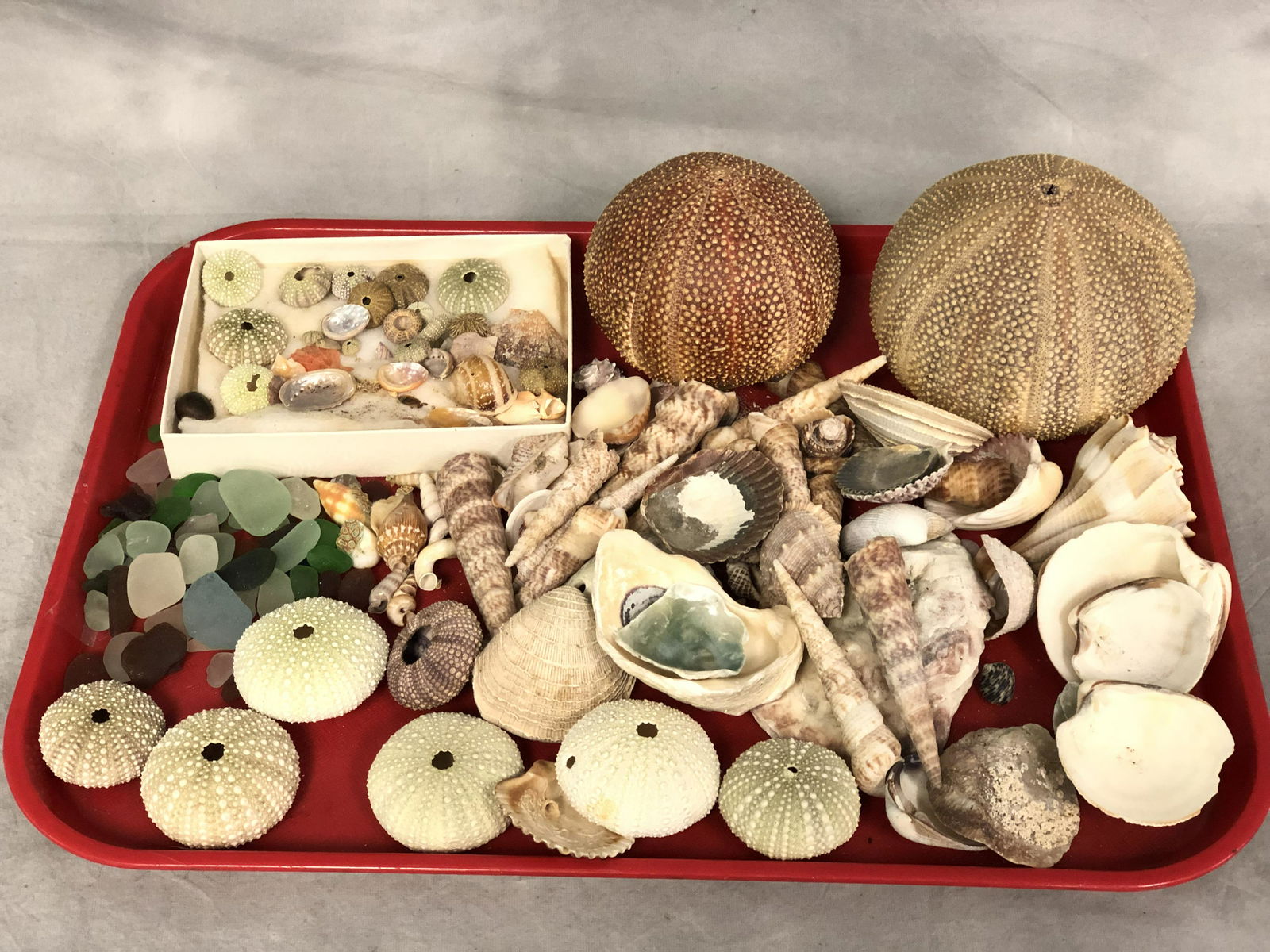 Asst SeaShells, Sea Glass - Various Sizes/ Types, (1 of 5)