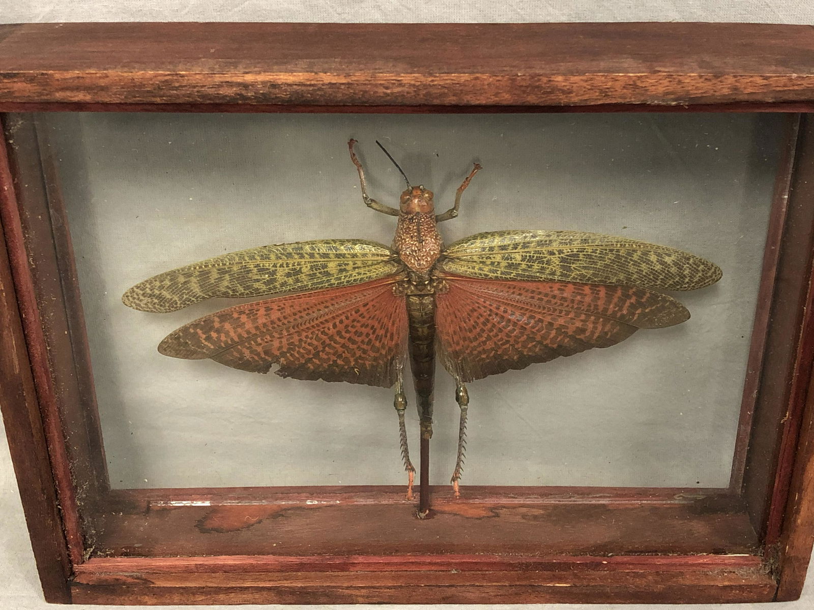 Large Framed Moth Bug - Moth Approx. 5'' x 8'' , Frame (1 of 4)