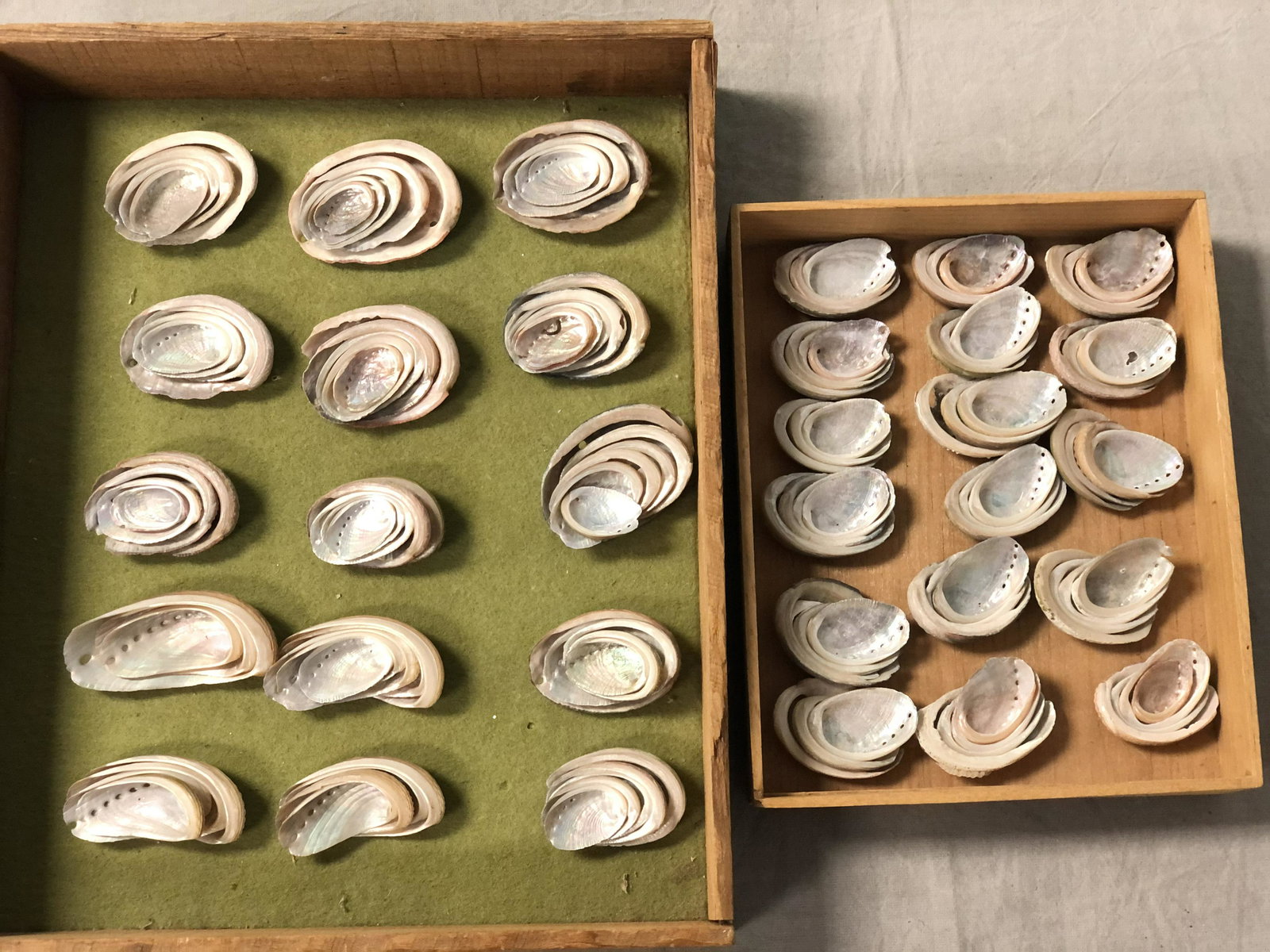(125+) Miniature Nesting Abalone Shells: (125+) Miniature Nesting Abalone Shells