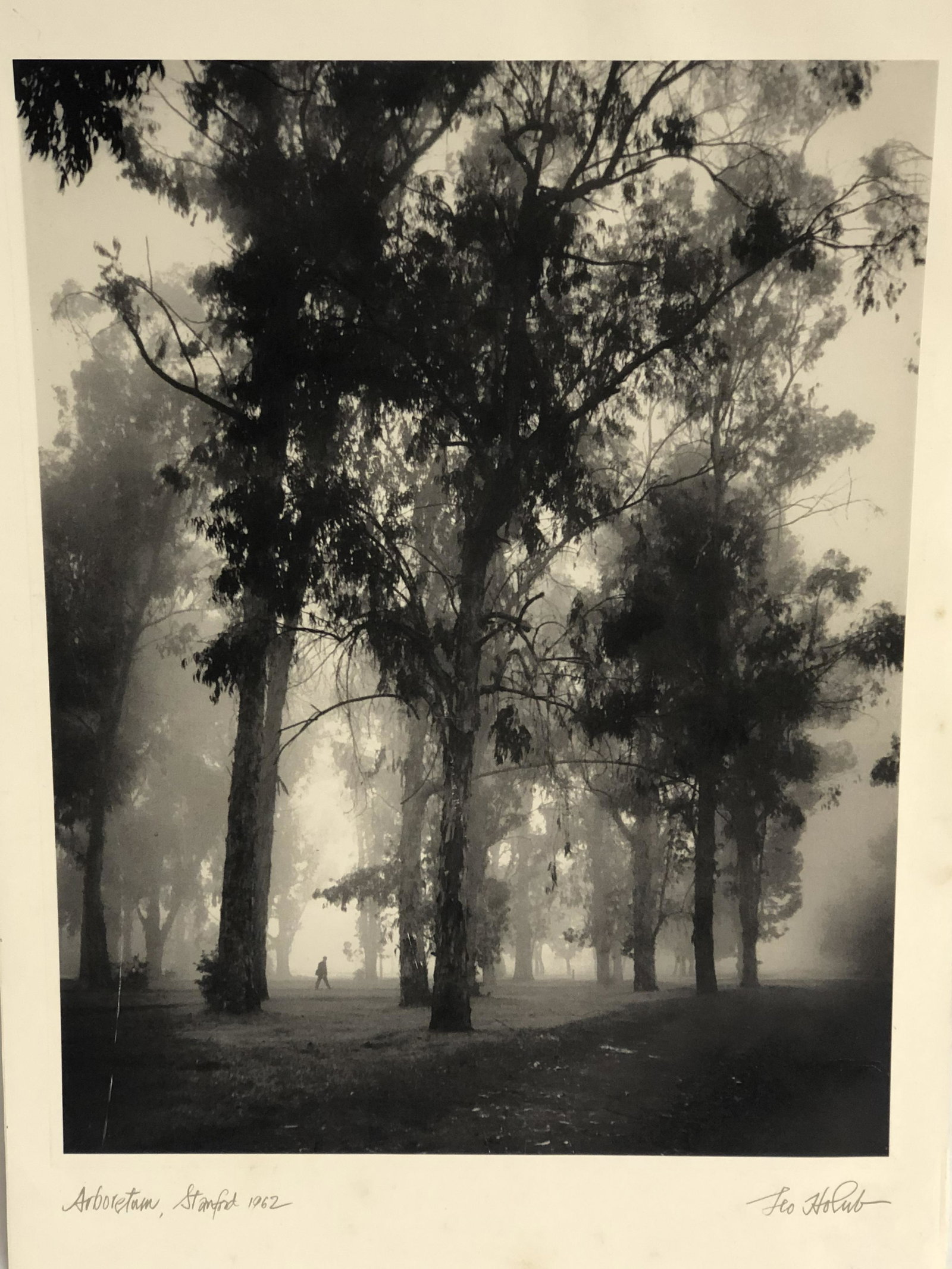 Signed 'Leo Holub' Stanford Arboretum - California: Signed 'Leo Holub' Stanford Arboretum - California Photographer (1916 - 2010), Photo Card , 9.5'' x 13.25''