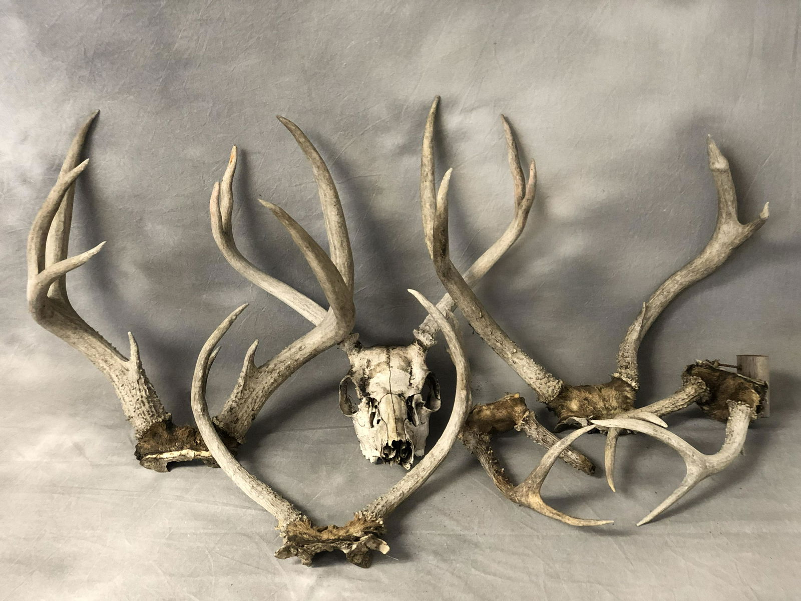 Asst Vtg Antlers, Various Sizes (1 of 4)