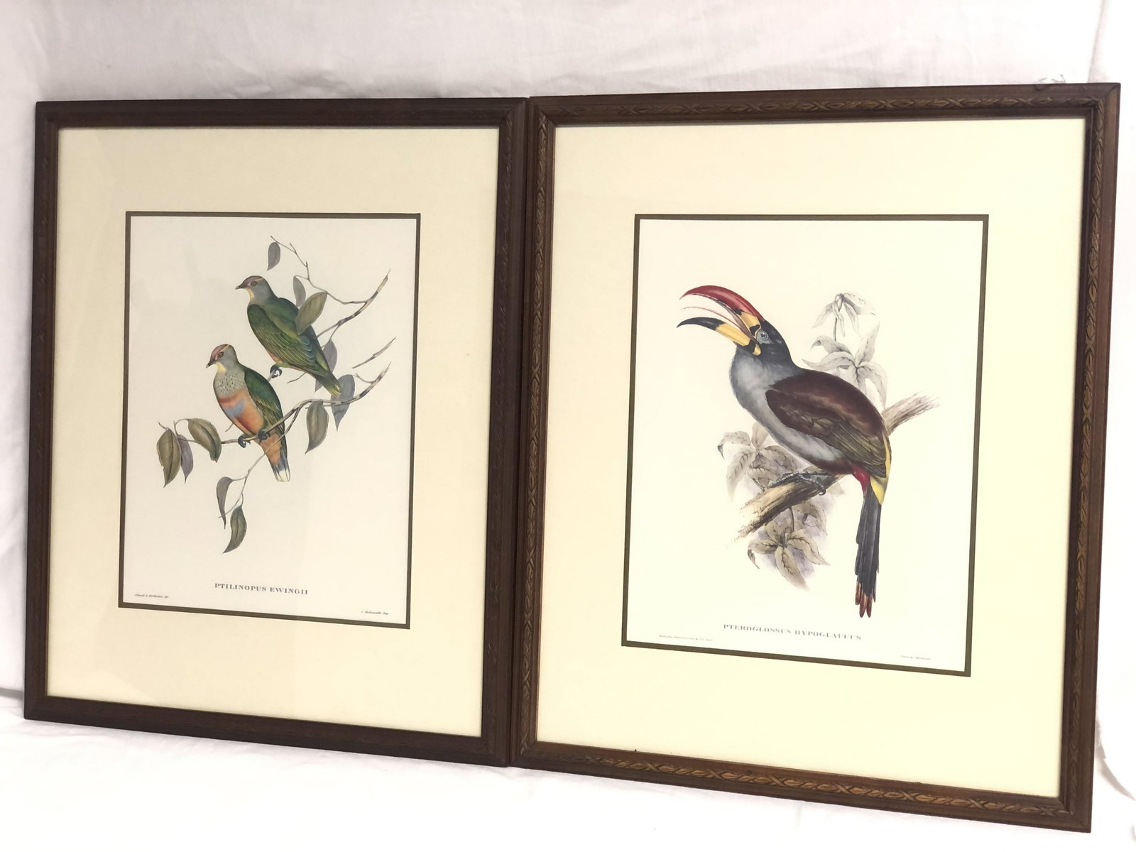 (2)John Gould & HC Richter Color Lithographs - (1 of 12)