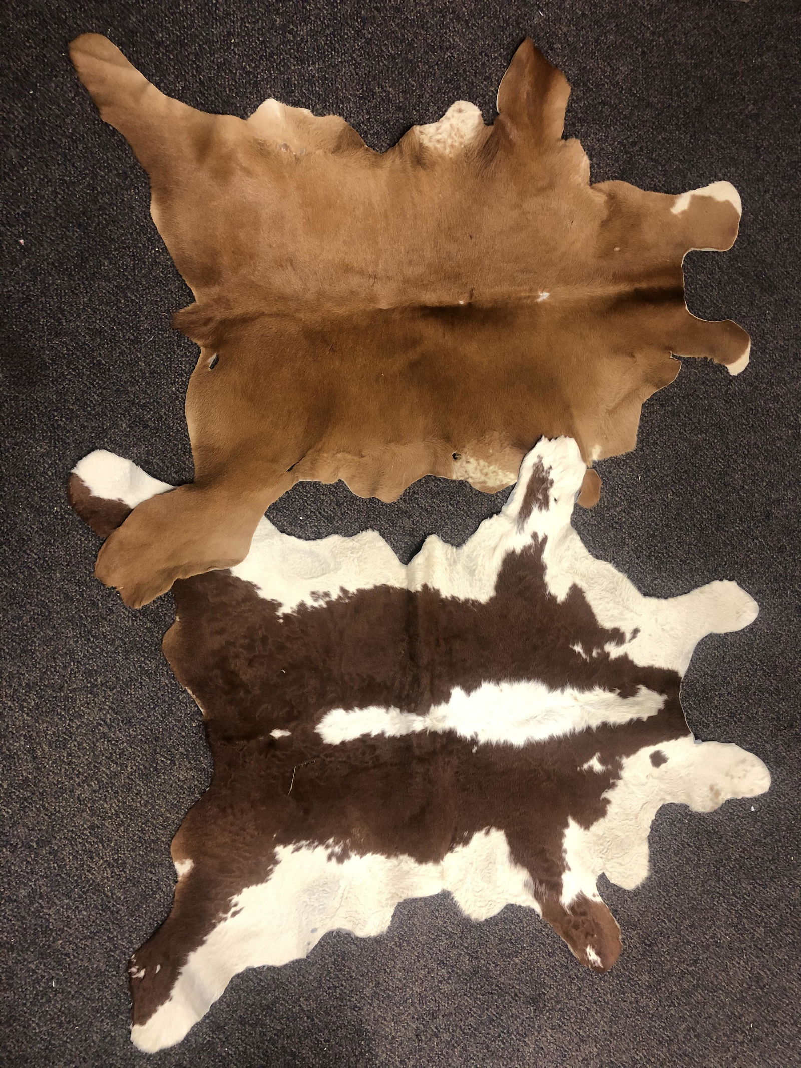 2 Taxidermy Hides - Brown / Cream 33'' x 44'' + Red (1 of 3)