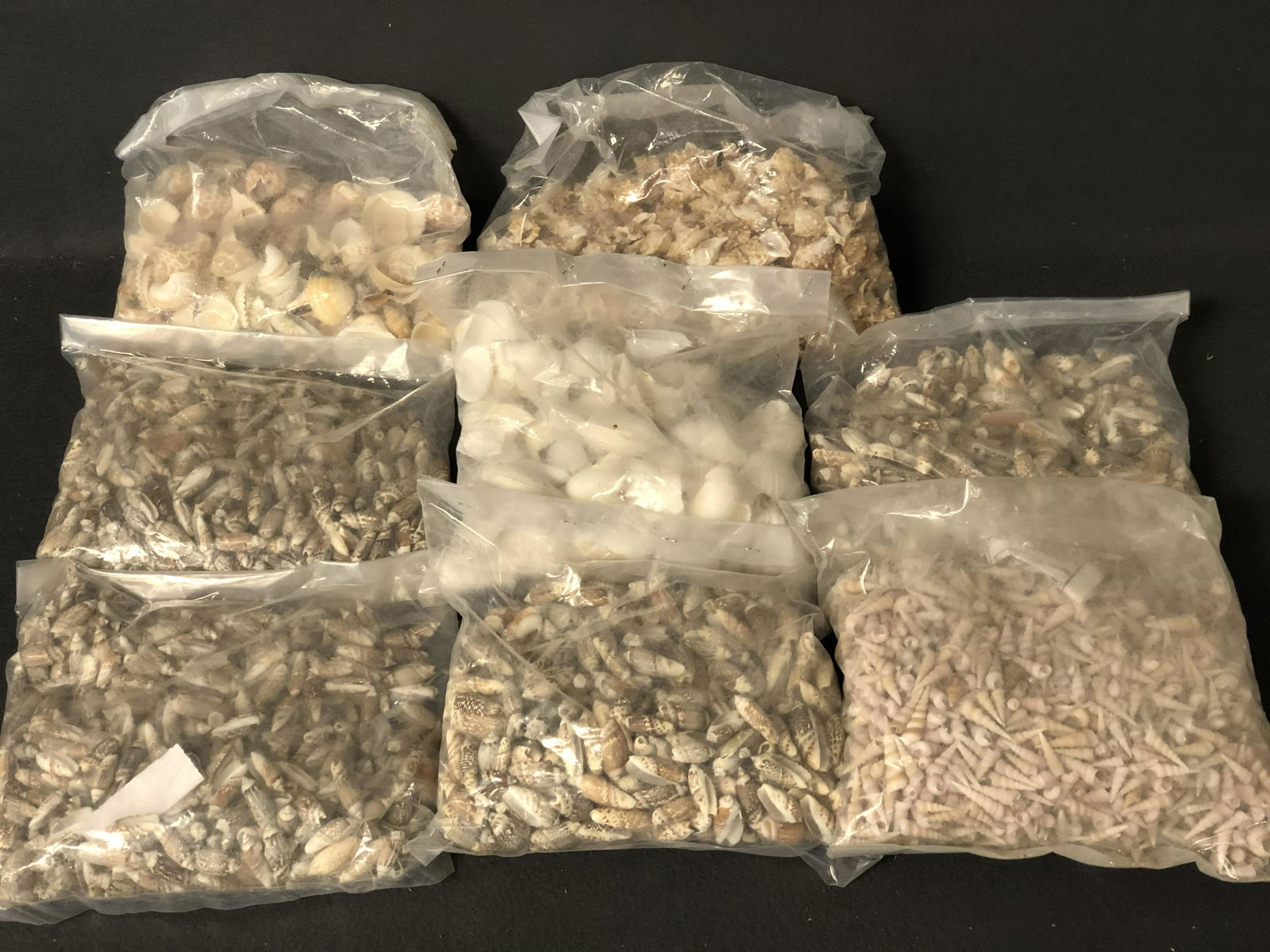 (8)Bags of Asst Seashells (1 of 5)