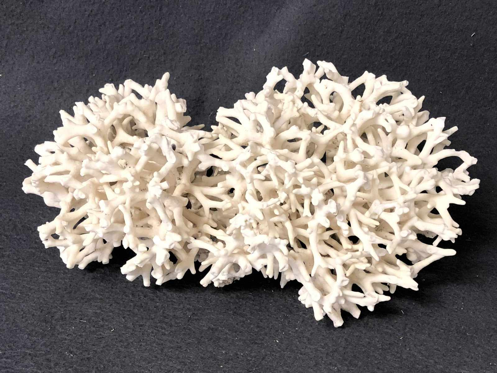 Coral Specimen 12'' x 8'' x 5'' (1 of 3)