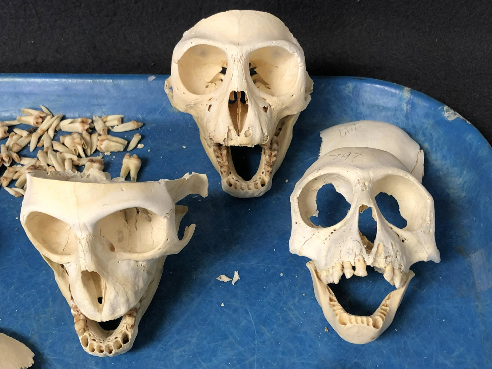 (7)Primitive Monkey Skulls Taxidermy - From Physical Anthropologist Professors Collection for (1 of 5)