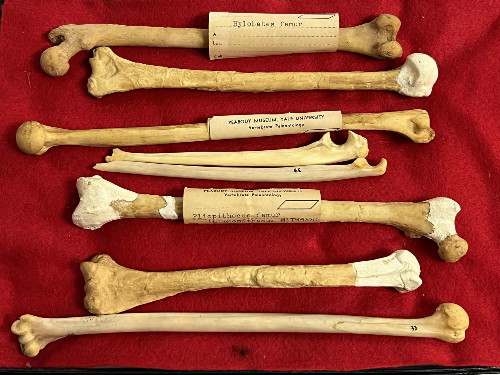 (8)Asst Authentic Old World Monkey Bones - From University Physical Anthropology Professors (1 of 6)