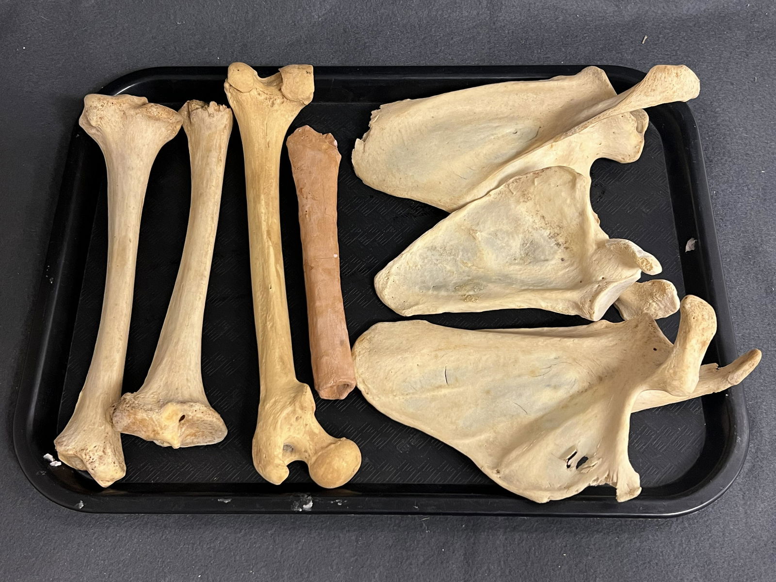 Authentic Human Bones for Medical Teaching - From Anthropology Professor Collection Teaching Aide (1 of 5)