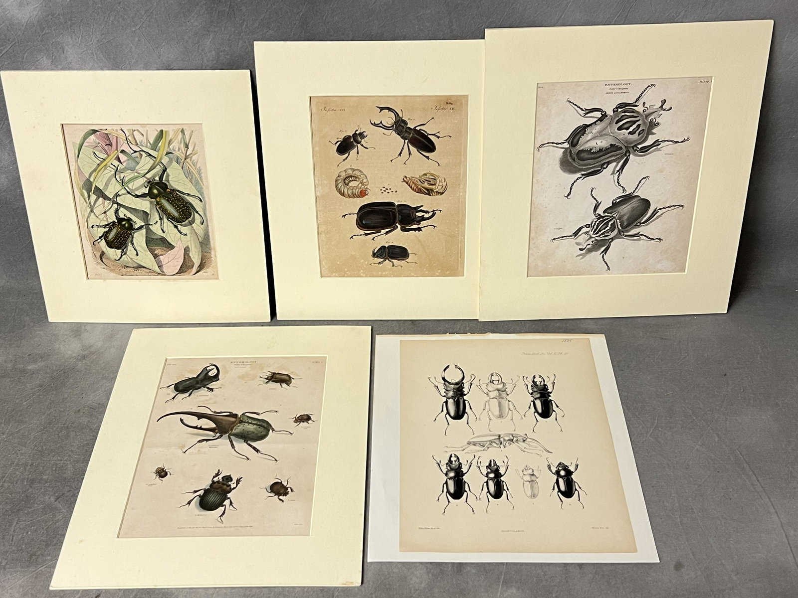 (5)Antique Beetle Lithos & Engravings - 1885 Edwin Wilson Litho & More: (5)Antique Beetle Lithos & Engravings - 1885 Edwin Wilson Litho & More