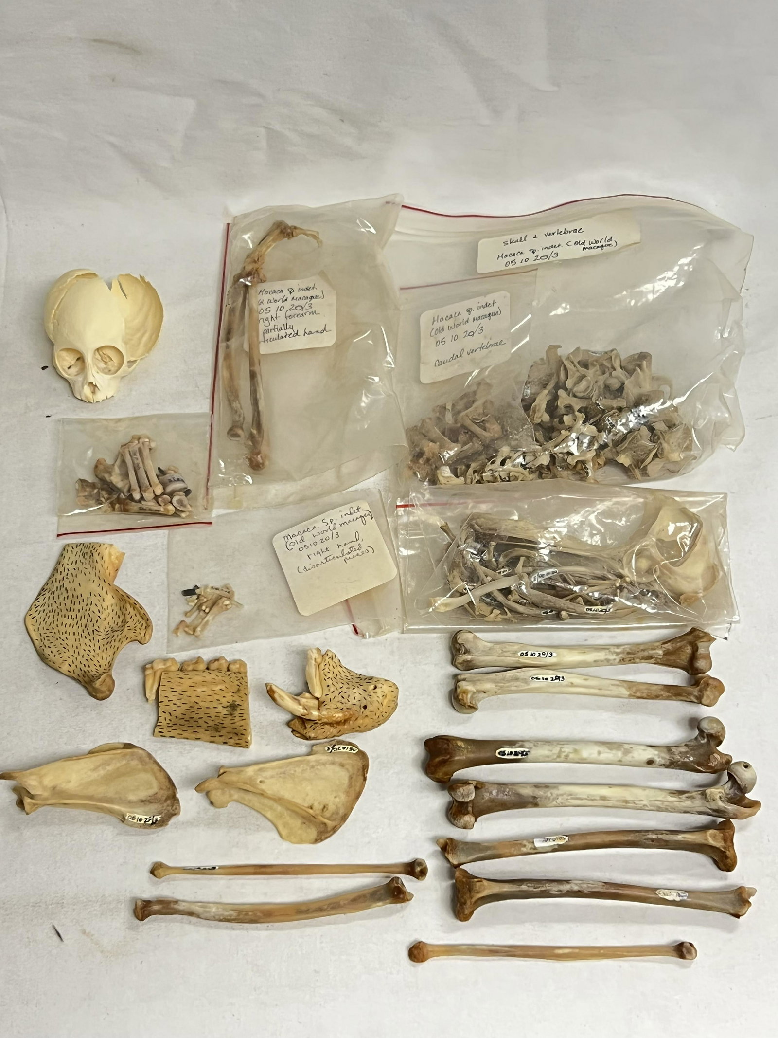 Old World Macaque Monkey Bones - Macaque / Macaca - Vertebrae, Right Forearm, Teeth & More (From: Old World Macaque Monkey Bones - Macaque / Macaca - Vertebrae, Right Forearm, Teeth & More (From Anthropology Professors Collection)