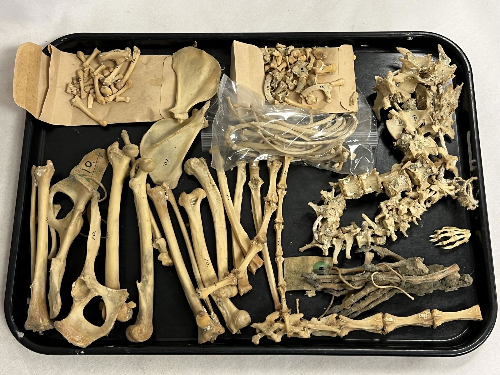 Old World Macaque Monkey Bones - From Anthropology Professor's Medical Collection (1 of 8)