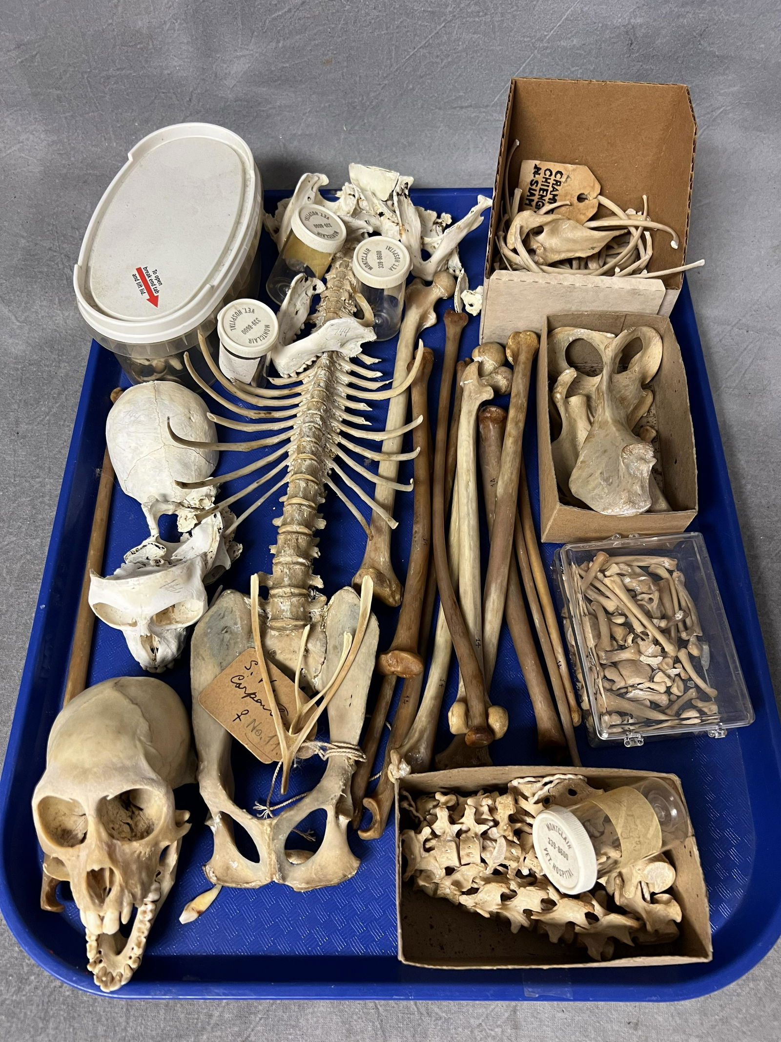 Old World Macaque Monkey Bones - Used For Teaching Aide from Anthropology Professor Collections (1 of 8)