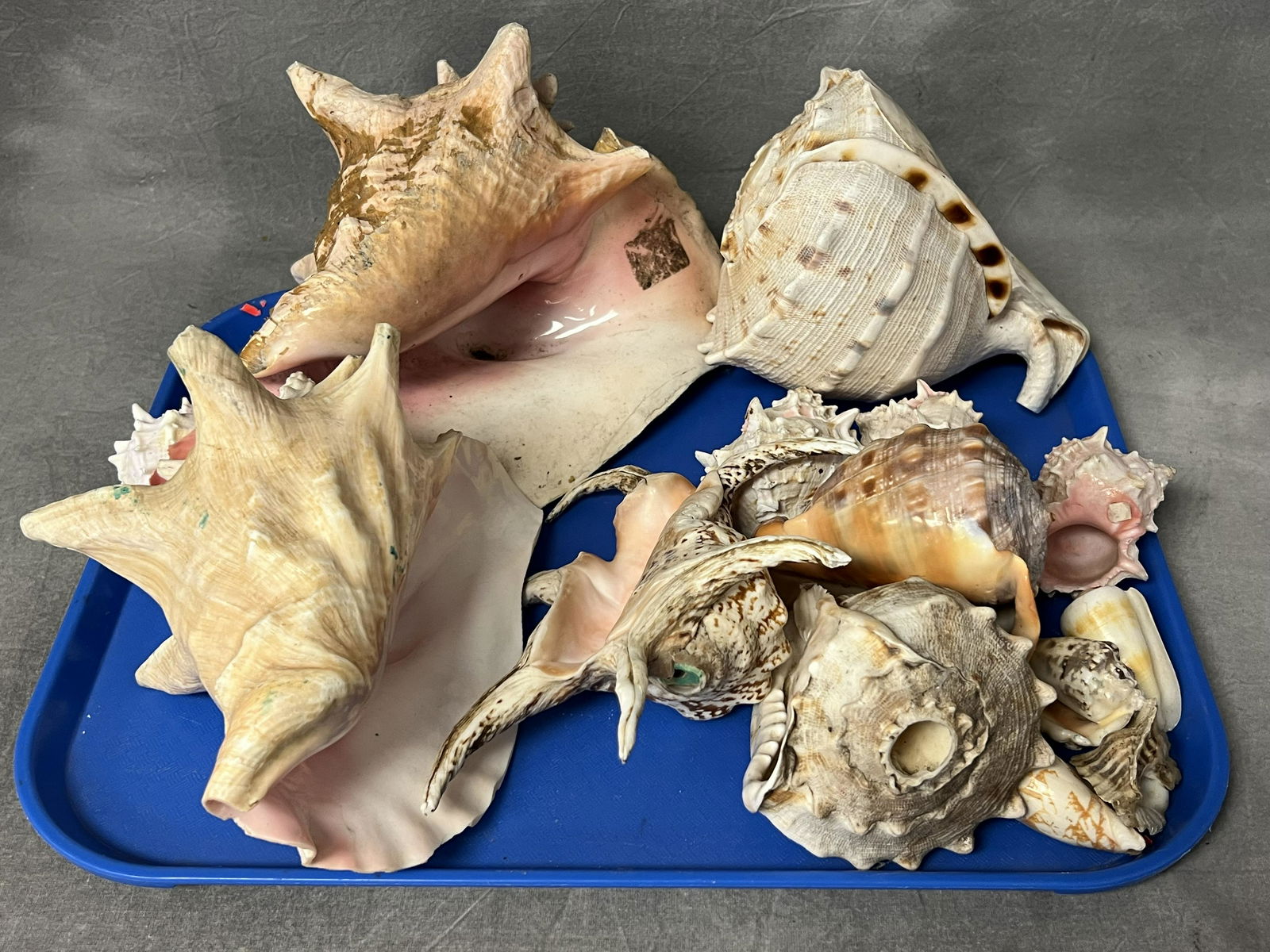 Large Conch Shells + Asst SeaShells - (1)Engraved ''Cozumel Mexico'' (1 of 4)