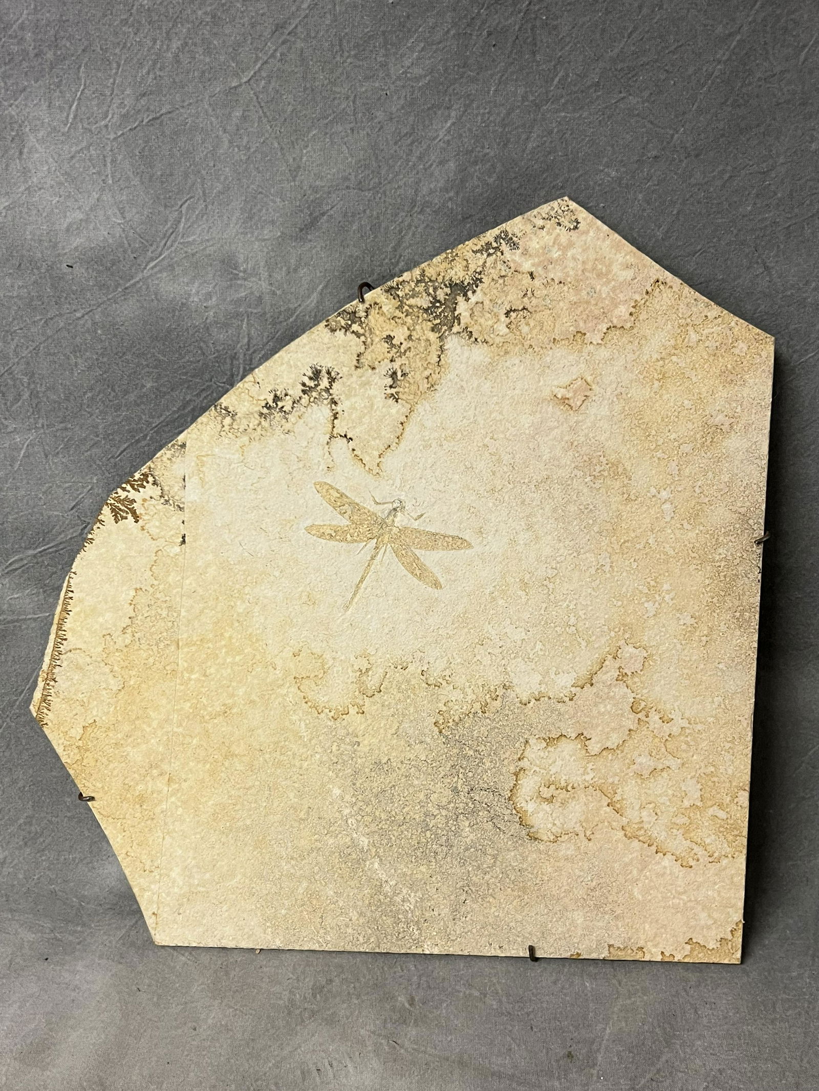 Solnhofen Limestone Fossil, 12.75'' x 13.25'' (1 of 4)
