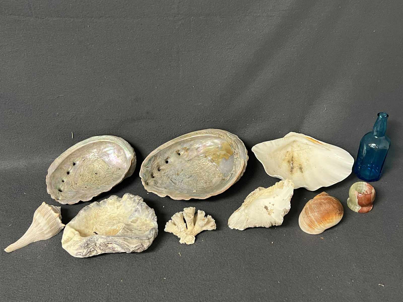 Asst Seashells, Abalone, Clam Shell ,More - Clam 8.25'' x 6'' x 3'', Coral, Abalone 9'' x 7.5'', (1 of 9)