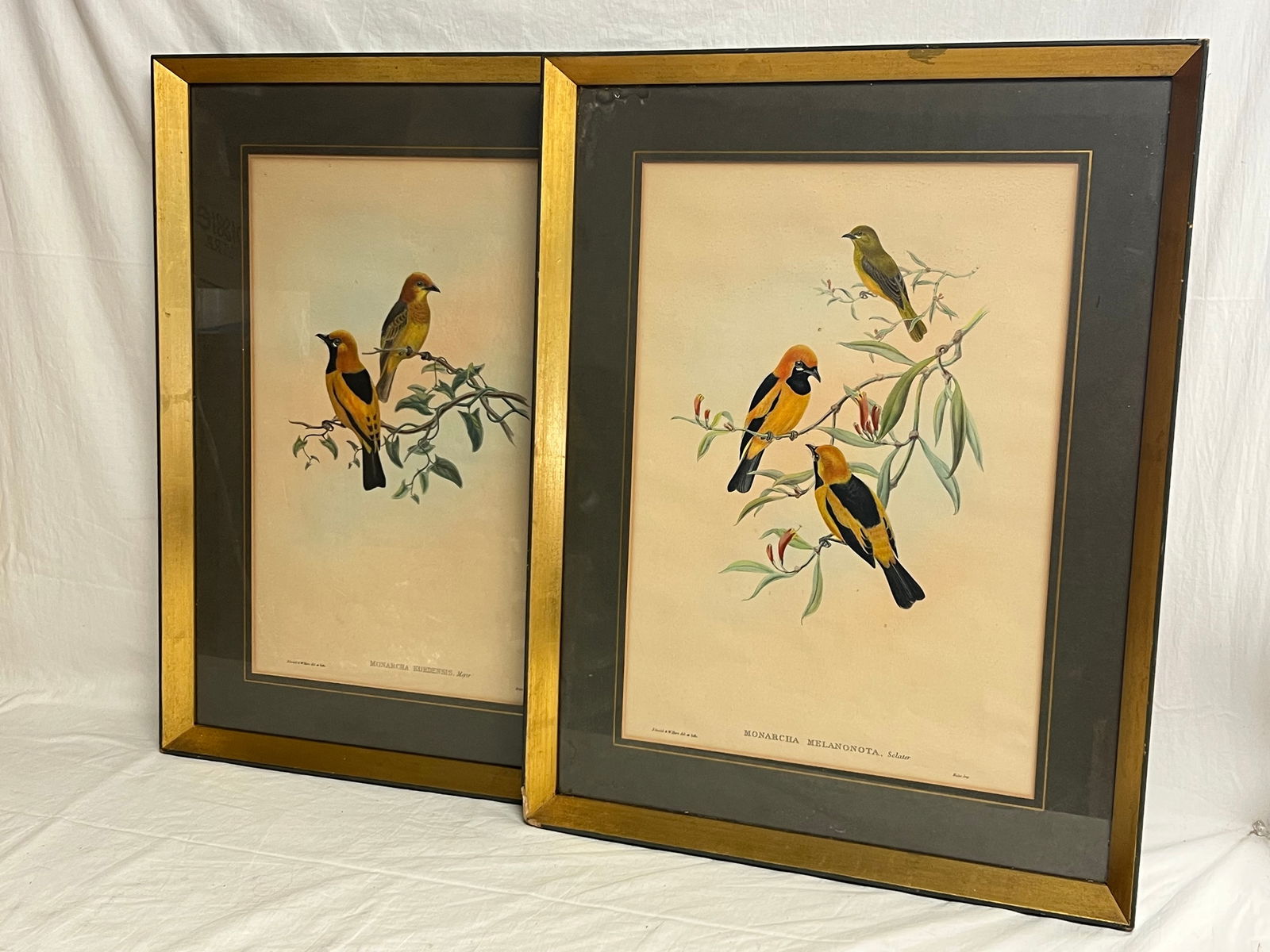 (2)J.Gould & W.Hart Bird Lithographs 19.25'' x 24.75'' - Monarcha Melanonota + Monarcha Kordensis in (1 of 6)