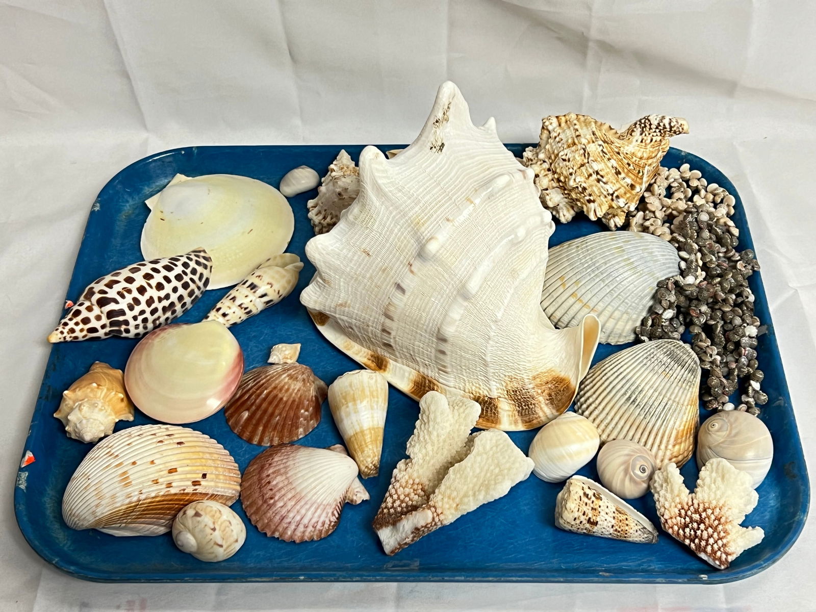 Asst Seashells, Conch, Coral, (2)Necklaces (1 of 6)