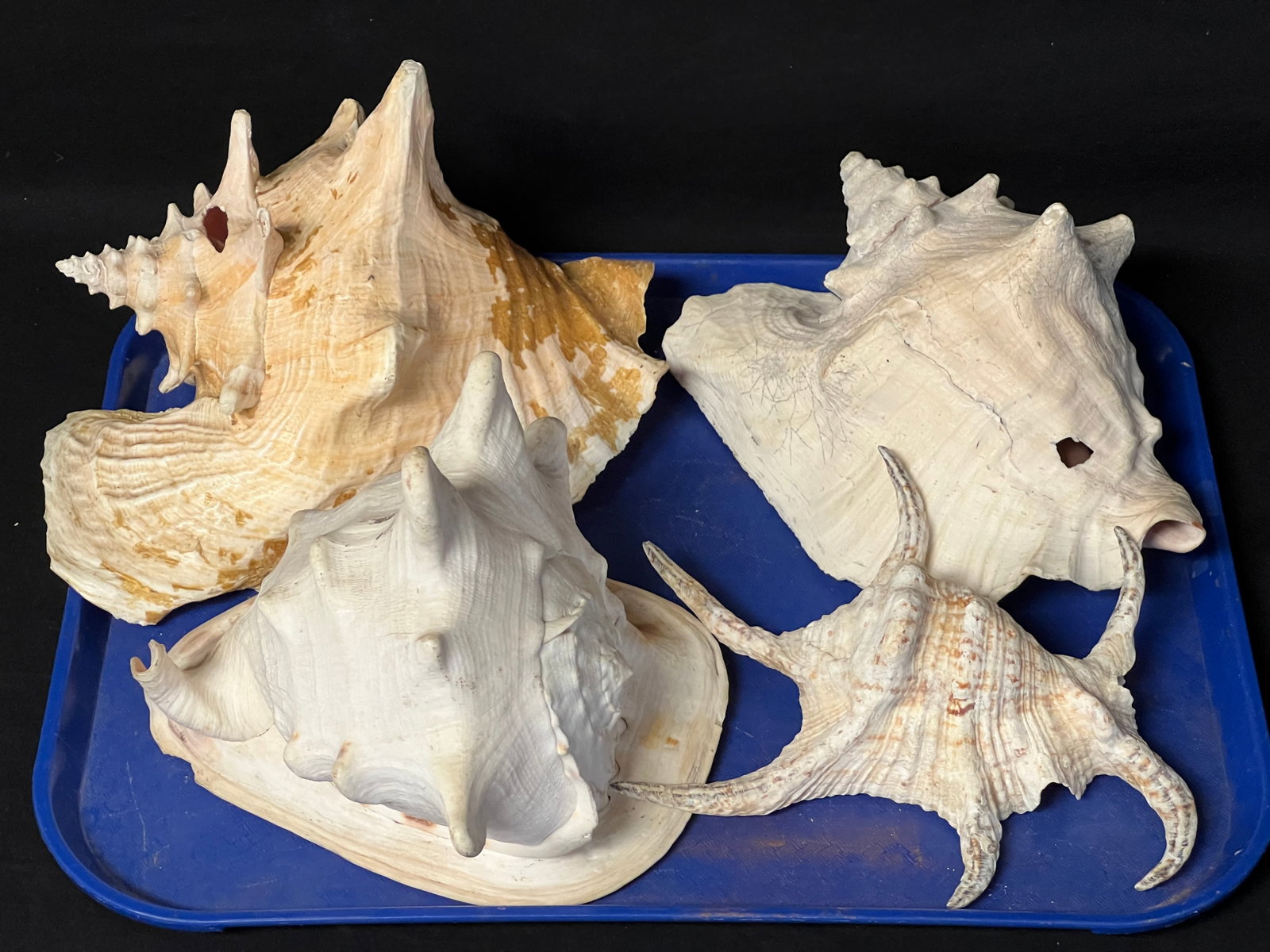 (4)Conch Shells from Wharf House Capitola - (1)10'' x 8'' x 7.5'' , (1)10'' x 8'' x 7'', (1)8.5'' x: (4)Conch Shells from Wharf House Capitola - (1)10'' x 8'' x 7.5'' , (1)10'' x 8'' x 7'', (1)8.5'' x 7.5'' x 8'' , (1)8'' x 8'' x 3''