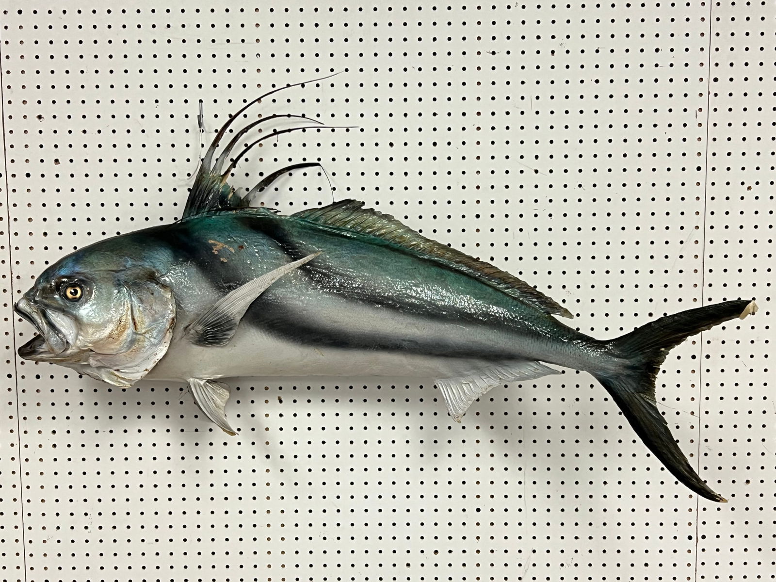 Taxidermy Rooster Fish 45''L From Wharf House - Wharf House Capitola Restaurant (Pick Up or Arrange (1 of 6)