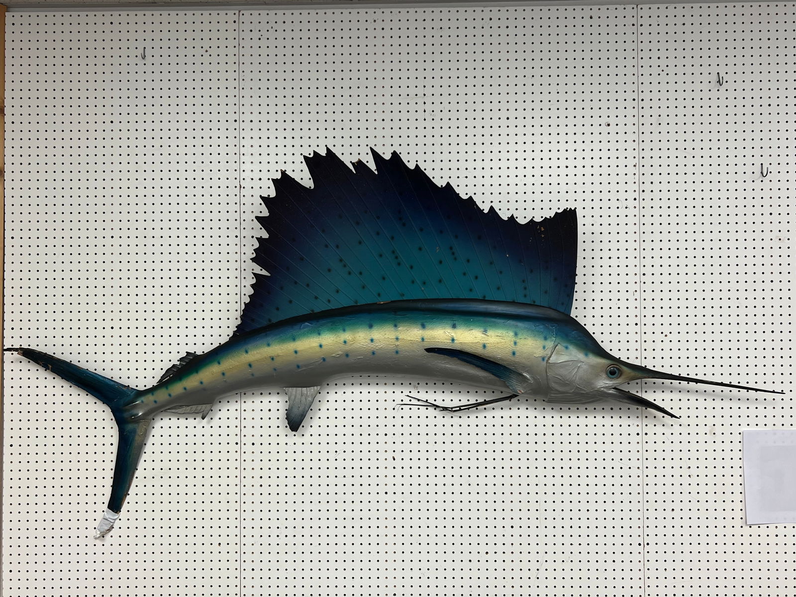 7'7'' Sailfish Wall Mount from Wharf House - Wharf House Capitola Restaurant (Pick Up or Arrange Own (1 of 6)