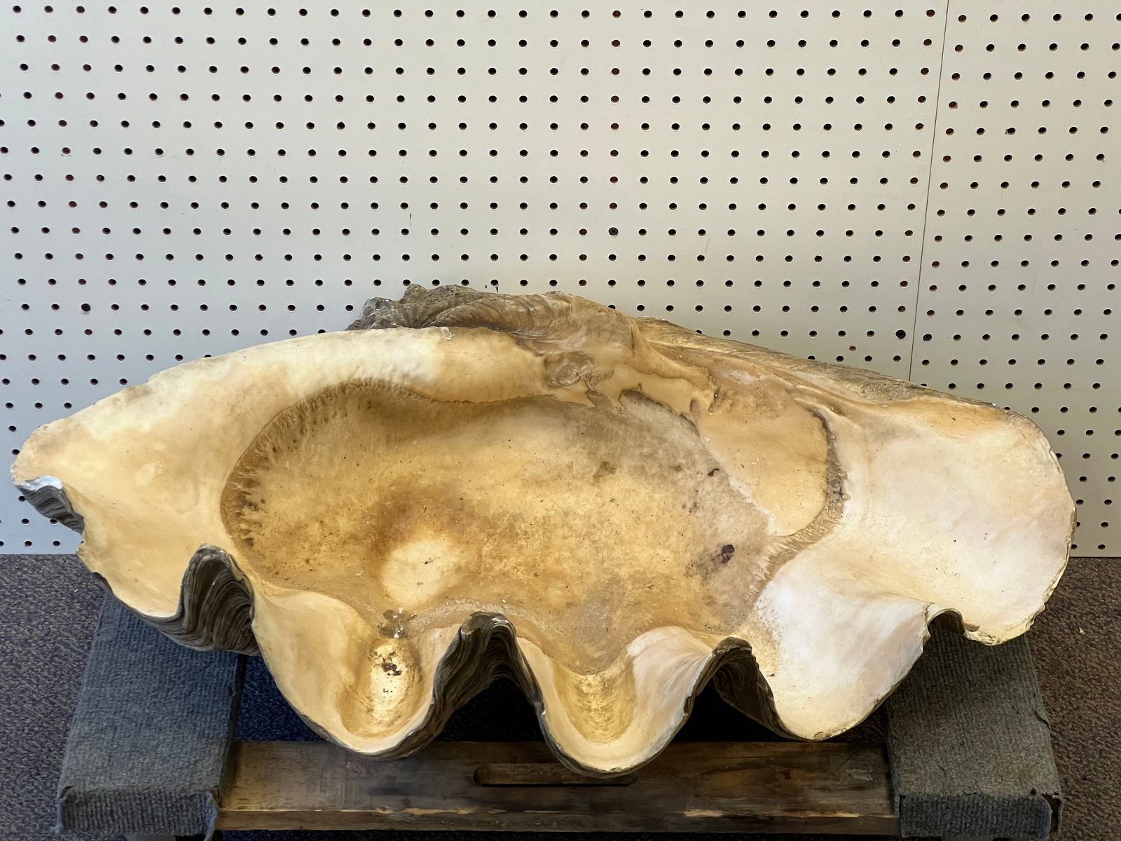 Large Clam Shell - Approx. 32.75'' x 20'' x 10'' - From Capitola Wharf House Restaurant (Pick Up or (1 of 3)