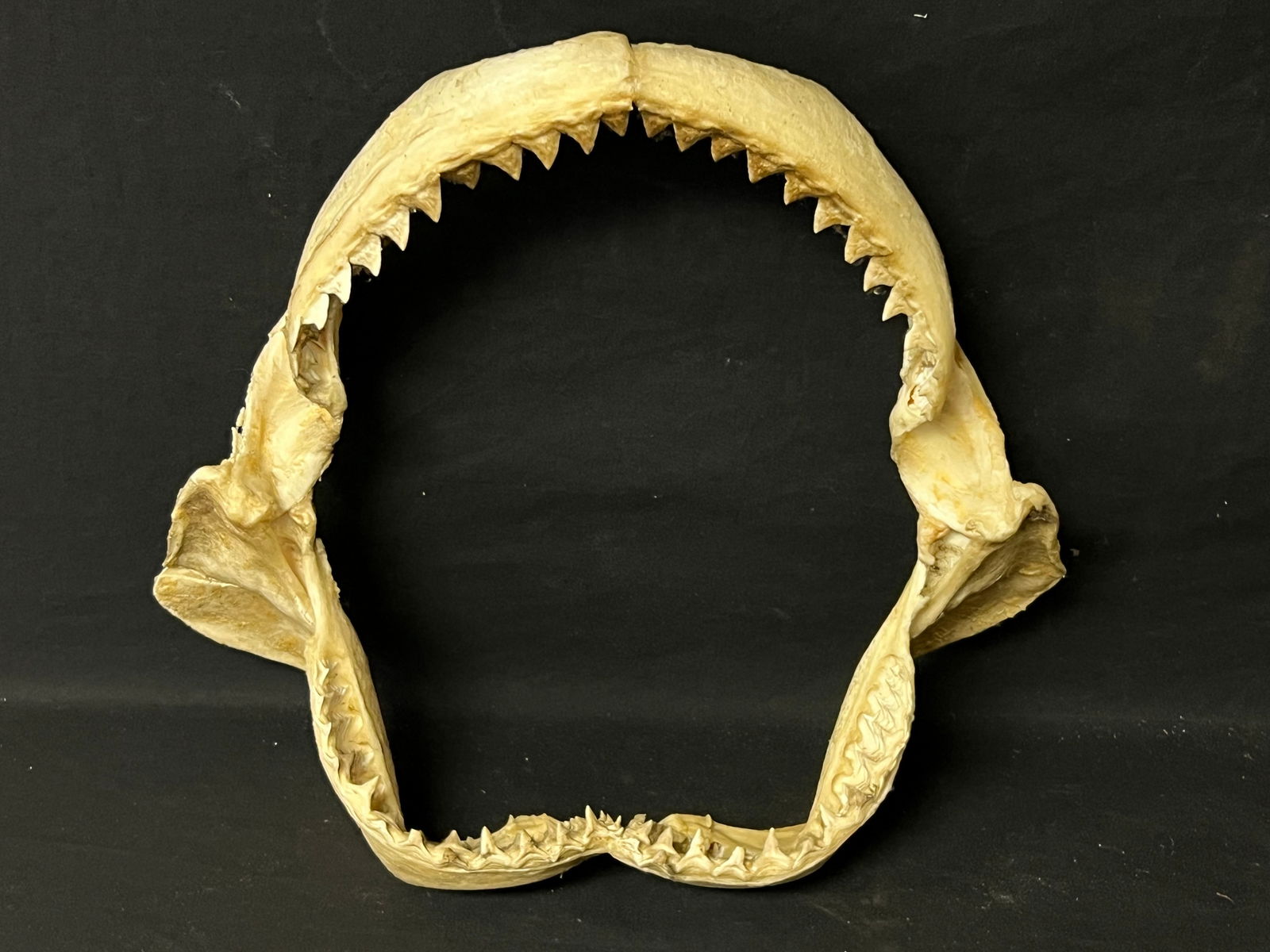 Vtg Taxidermy Shark Jaw w/ Teeth 17.5'' x 16.5'' - From Capitola Wharf House Restaurant: Vtg Taxidermy Shark Jaw w/ Teeth 17.5'' x 16.5'' - From Capitola Wharf House Restaurant
