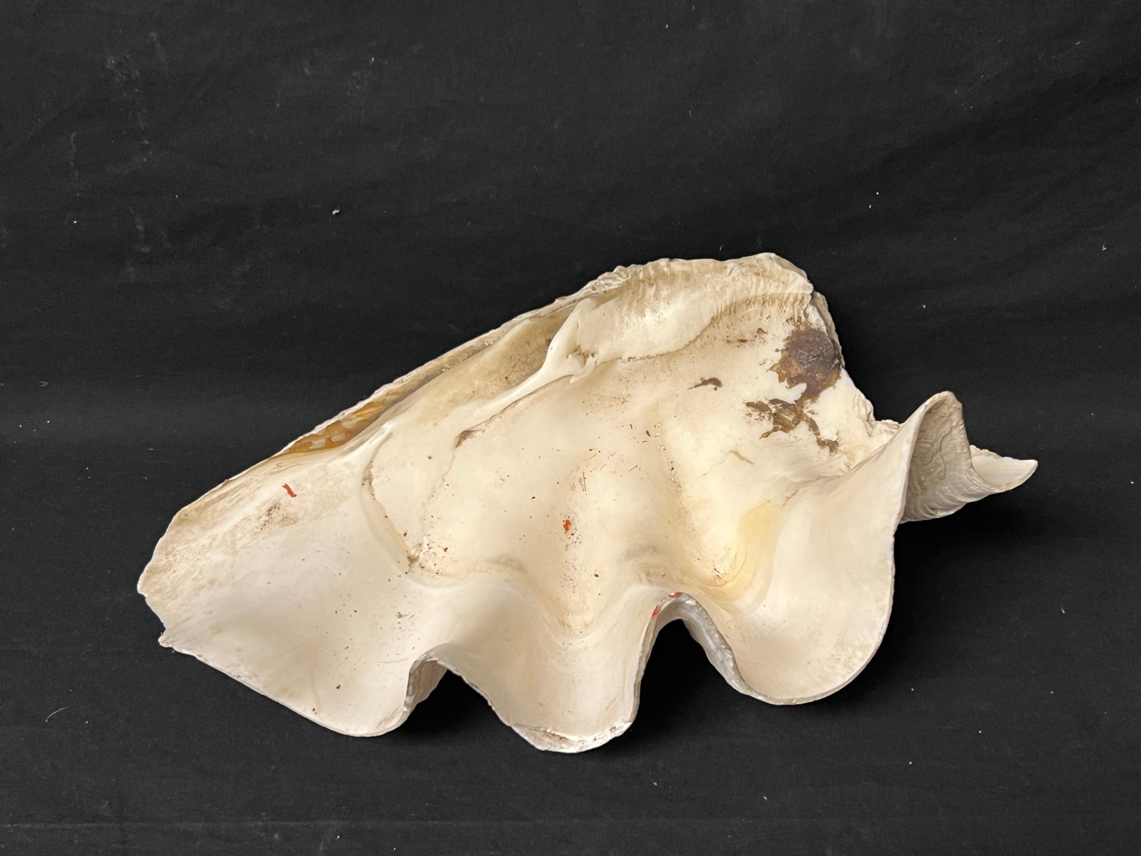 Clam Shell 15'' x 10.5'' x 7.5'' , 10.5LBS - From Capitola Wharf House Restaurant: Clam Shell 15'' x 10.5'' x 7.5'' , 10.5LBS - From Capitola Wharf House Restaurant