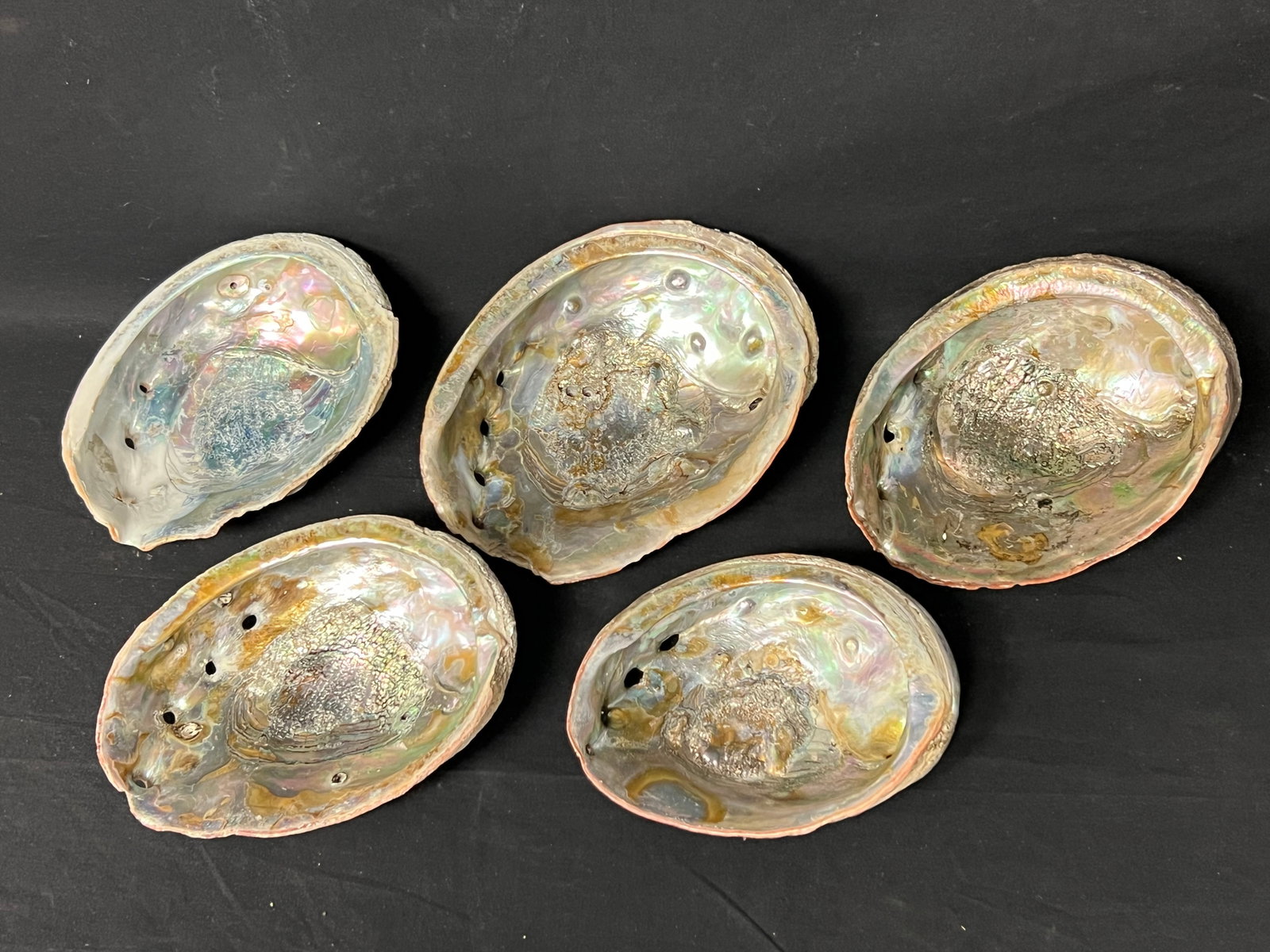 (5)Large 1930s-40s Era Abalone Shells - 8.5'' x 6.5'' to 7'' x 5.5'' (1 of 3)