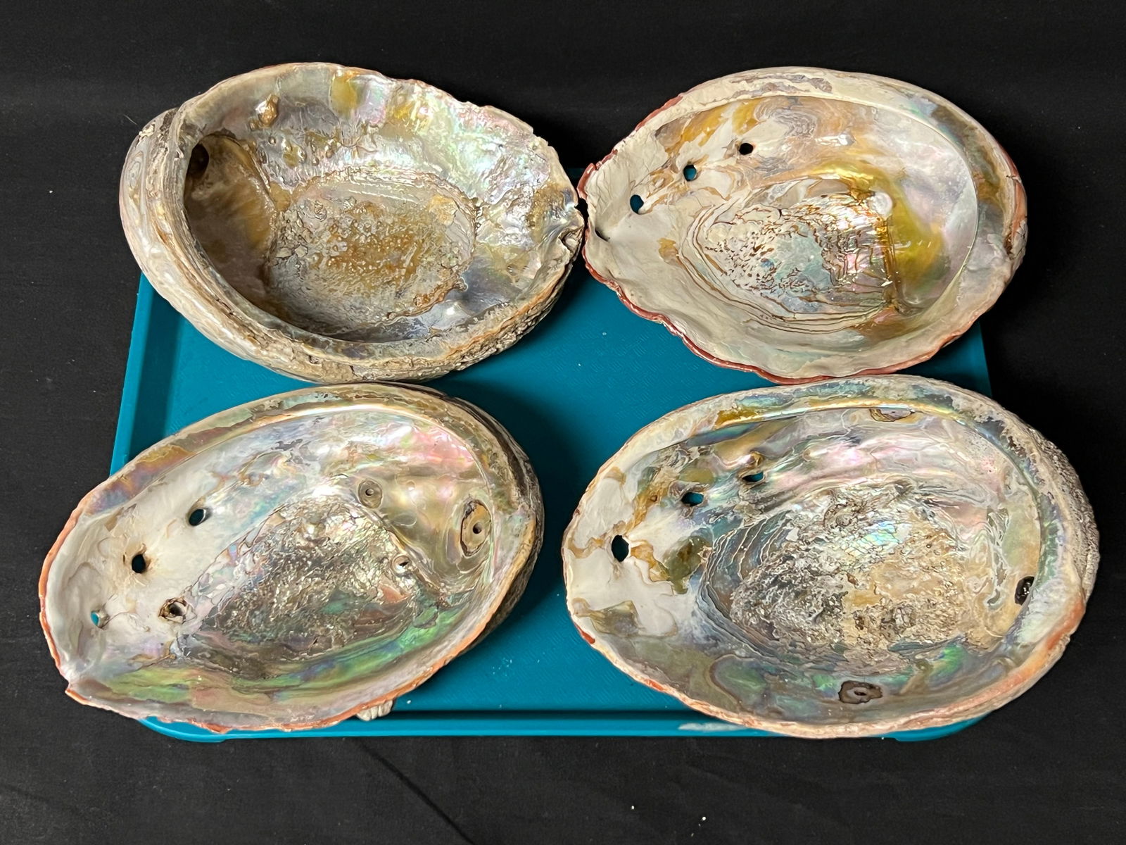 (4)1930s-40s Abalone Shells - 7.5'' x 6'' to 7'' x 5.5'' (1 of 3)