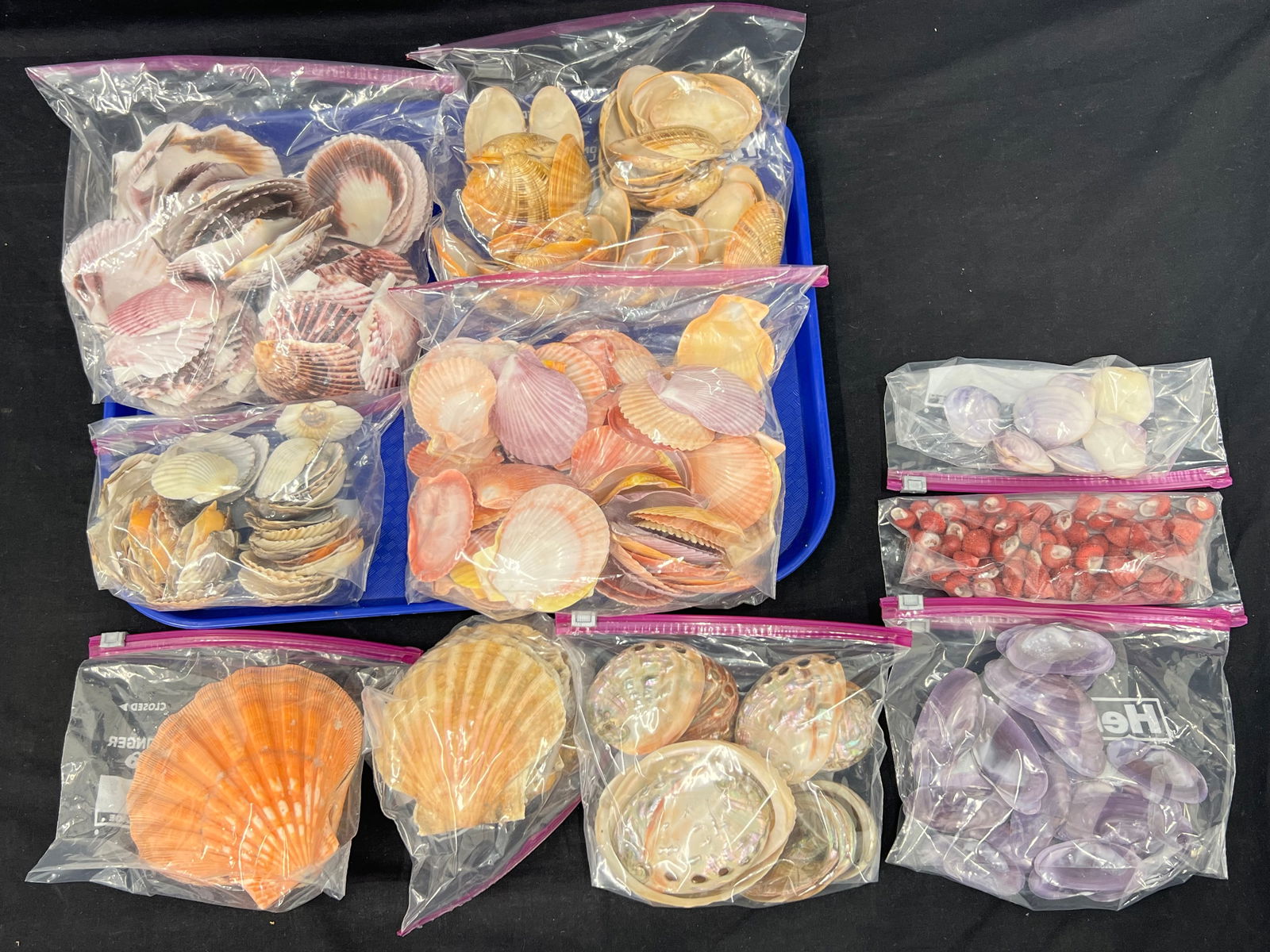 Lot Ass Seashells - clam, Abalone + More - Bags of Asst Size / Colors (1 of 6)