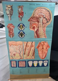 Vintage W.Germany Linen Medical Teaching Chart - Head / Neck / Throat - Wall Mounting Pull Down
