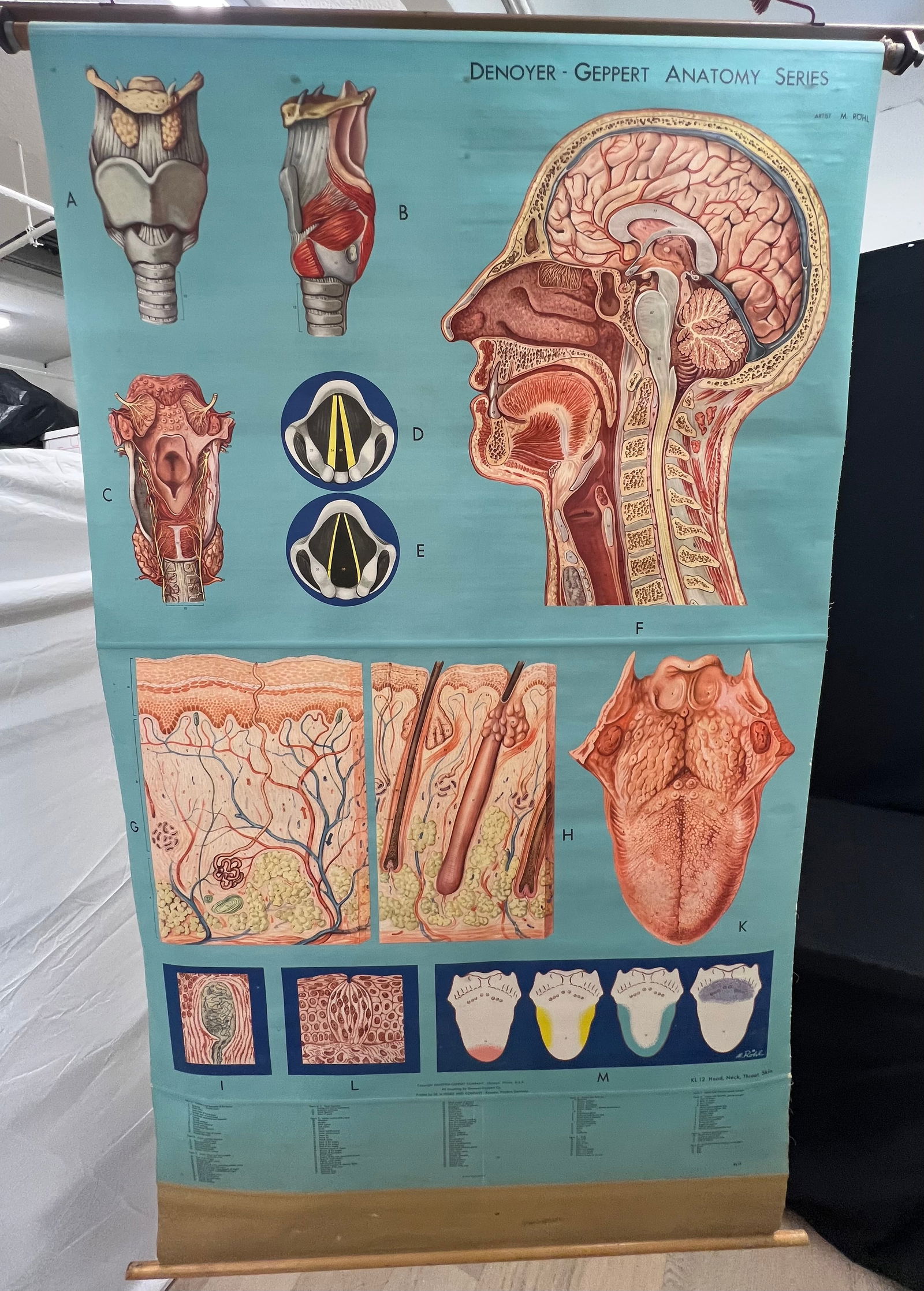 Vintage W.Germany Linen Medical Teaching Chart - Head / Neck / Throat - Wall Mounting Pull Down (1 of 9)