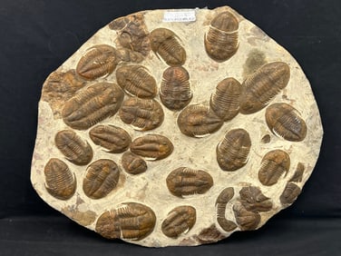 26'' x 31'' Asaphellus Fossilized Trilobile - 468 Mya, Oulad, Silmane Zagora, Morocco - (Arrange Own