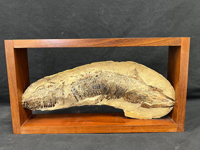 Fossilized Fish in Rosewood Frame - Green River Fossil? 6.5'' x 15.75'' - Framed 9.5'' x 17.75'': Fossilized Fish in Rosewood Frame - Green River Fossil? 6.5'' x 15.75'' - Framed 9.5'' x 17.75''