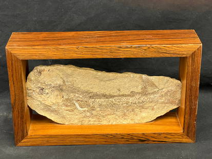 Fossilized Fish in Rosewood Frame - Green River? Fossil 4'' x 9.25'': Fossilized Fish in Rosewood Frame - Green River? Fossil 4'' x 9.25''