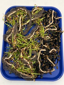 (2)1920s Beaded Lamp Shade Fringes