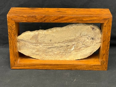 Fossilized Green River Fish in Rosewood Frame - Fossil 4.5'' x 9.5'' , Frame 11.25'' x 6.75''