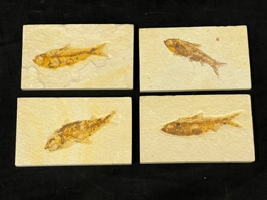 (4)Fossilized Fish Specimens Green River 3'' x 5''