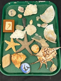 Fish Fossil with Inlaid Frame, Asst Seashells - Fish Fossil 1.75'' x 1.25'' in Frame 2.25'' x 2.5''