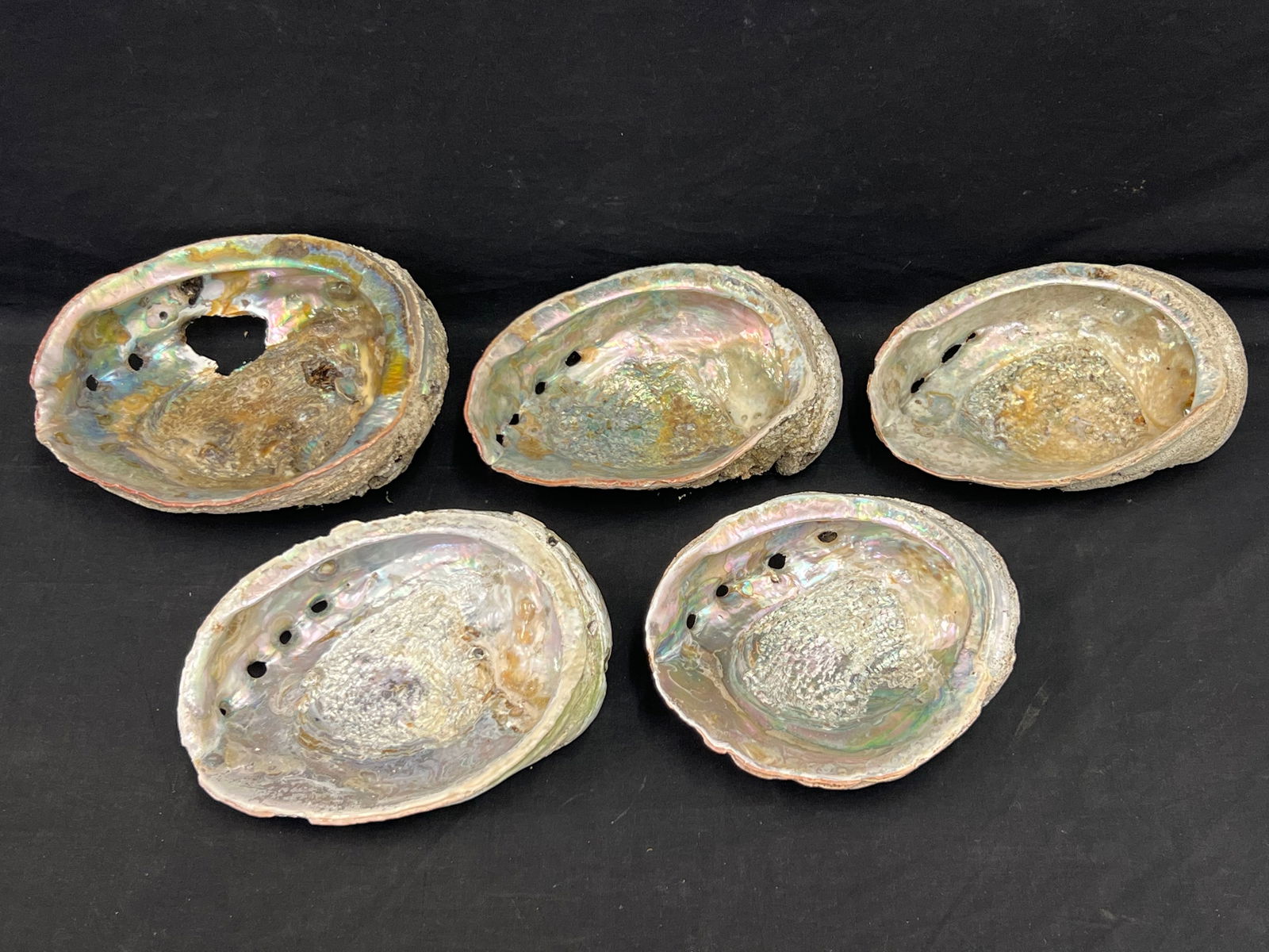 (5)1930s Era Abalone Seashell 5'' x 7'' to 9'' x 8'': (5)1930s Era Abalone Seashell 5'' x 7'' to 9'' x 8''