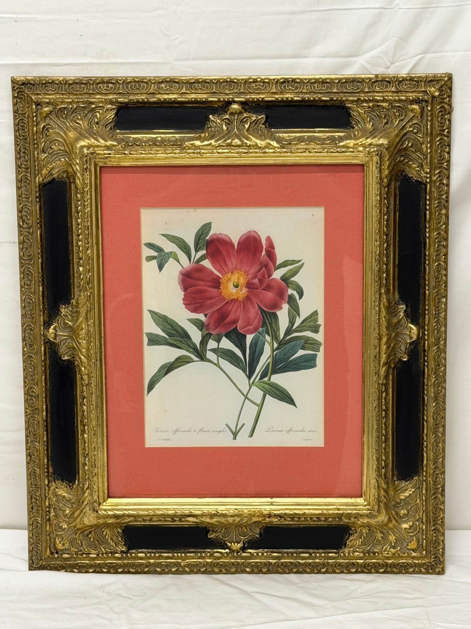 Pierre Joseph Redoute Botanical Print in Ornate Frame 17.25" x 20.25" (1 of 5)
