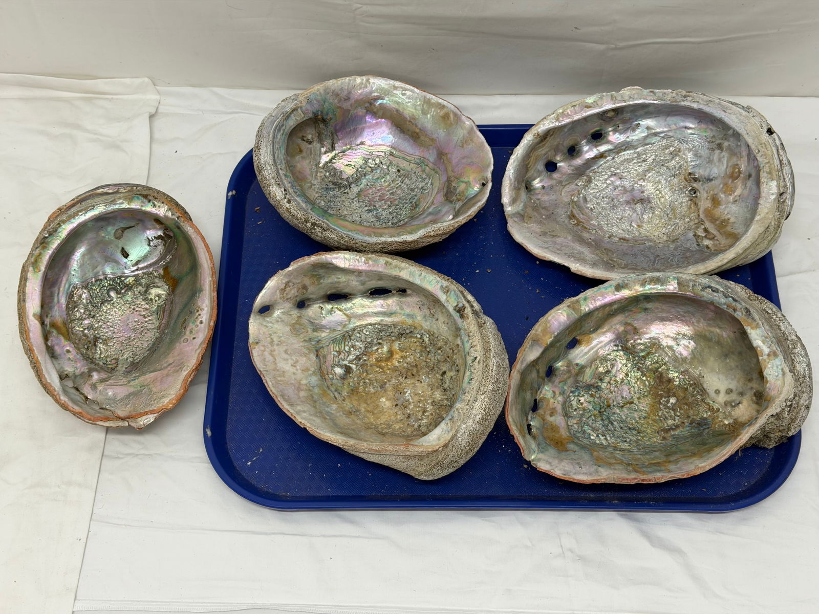 (5)Antique / Vintage Abalone Shells 8" to 9": (5)Antique / Vintage Abalone Shells 8" to 9"