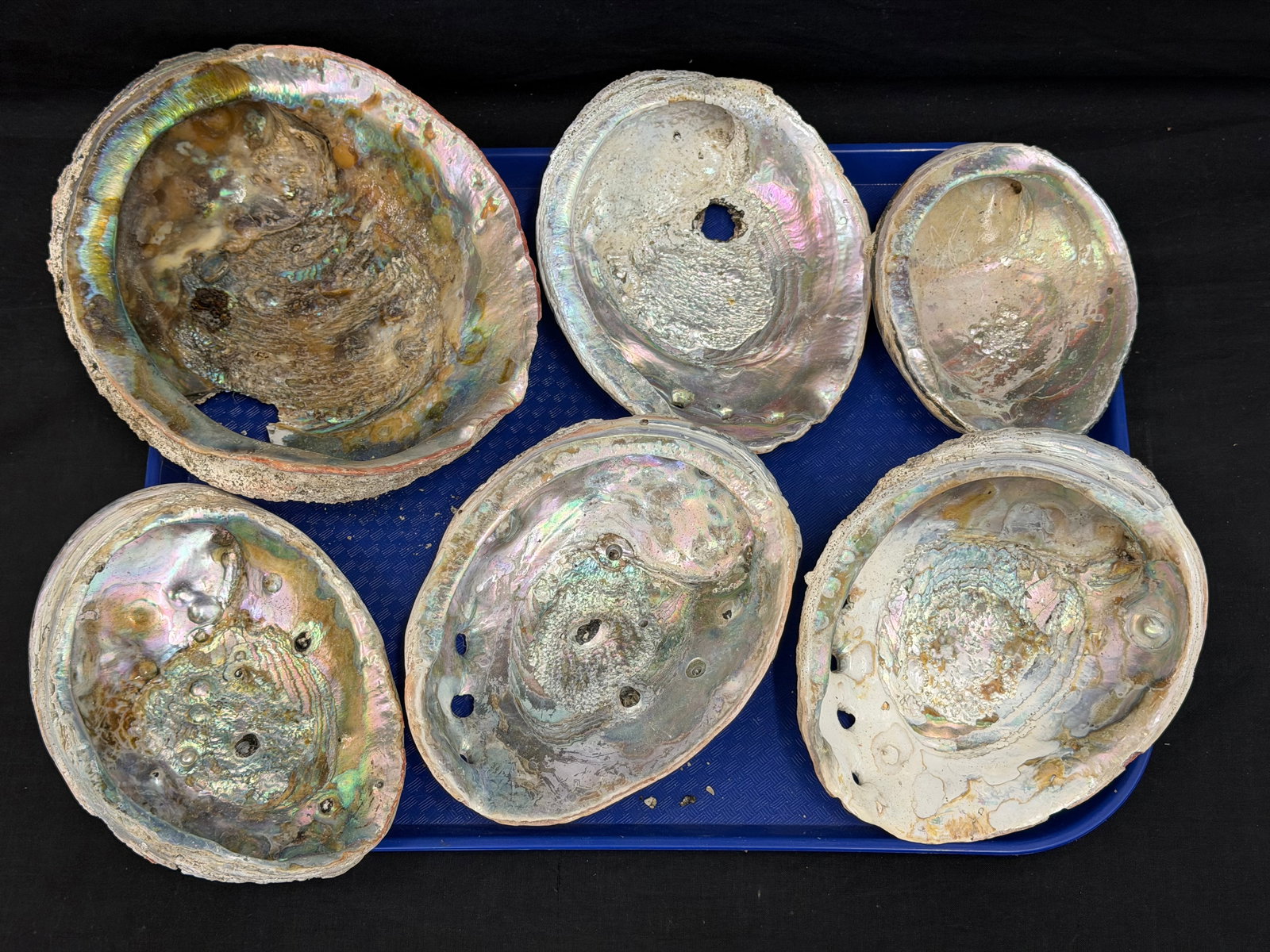 (6)Antique Abalone Shells in Asst Sizes 8.5" x 9" to 6" x 5" (1 of 4)
