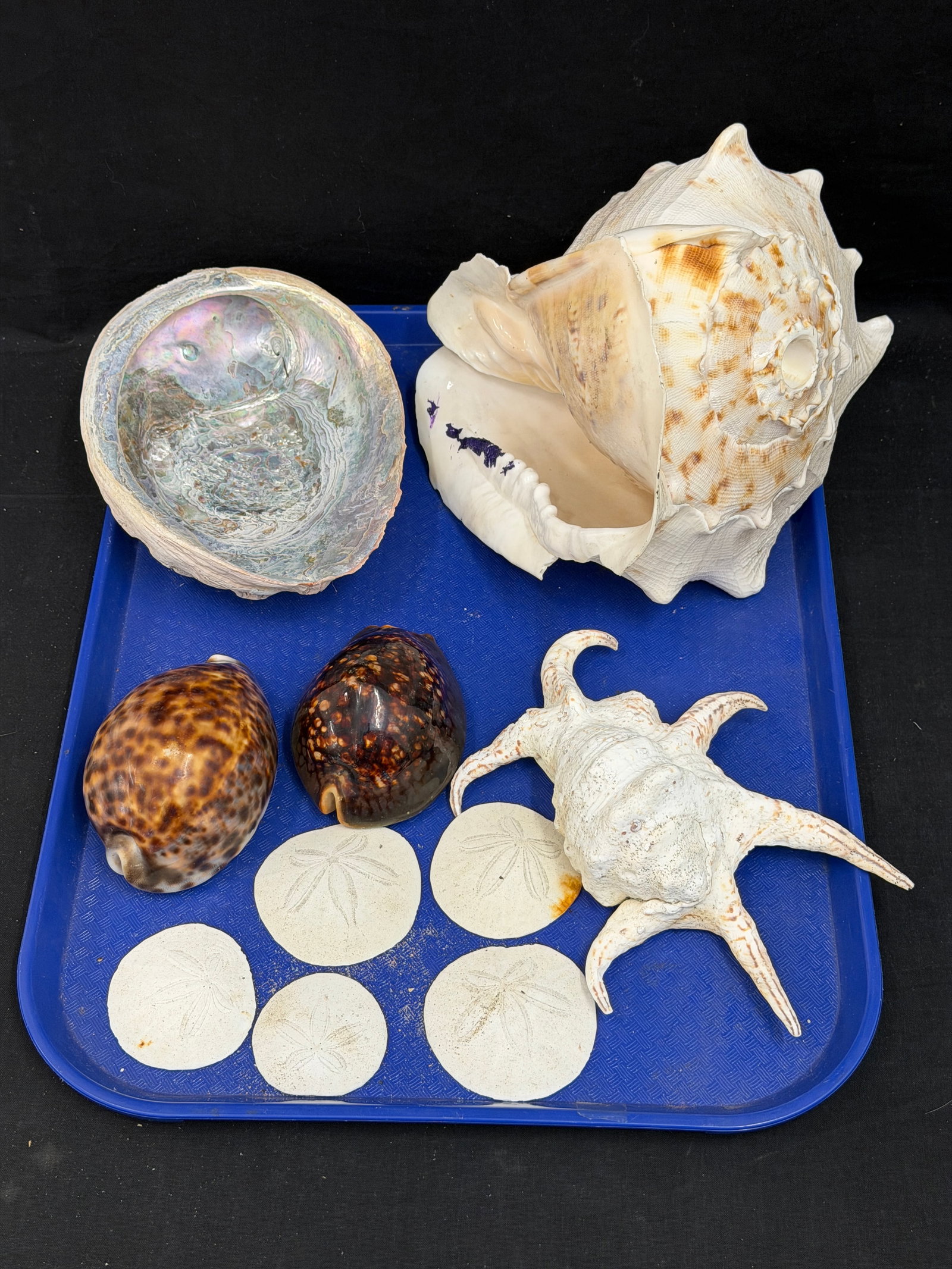 Asst Seashells - Large Conch, Spider Conch, Abalone, Sand Dollars & More: (5)Sand Dollars, (2)Humpback Cowrie Shells 4.75" x 3" + 4.5" x 3" , Abalone 8" x 6", Conch 10.5" x 9" x 9", Spider Conch 8.5" x 6.5"