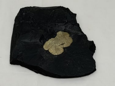 Pyrite Sun / Miners Dollar Specimen in Black Shale 9.5" x 11" Approx (1 of 4)