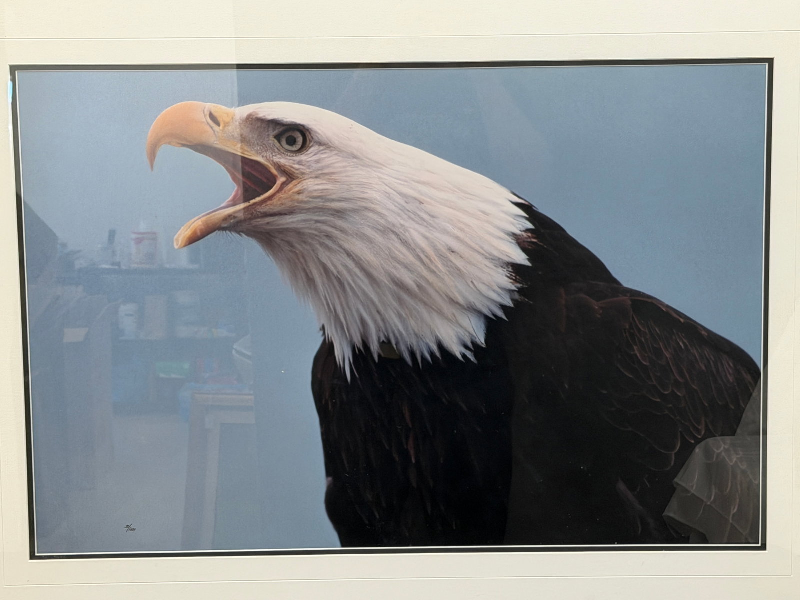 Thomas Mangelsen Signed Limited Ed. "Bald Eagle" #30 / 1200 - Framed 29" x 39" (1 of 4)