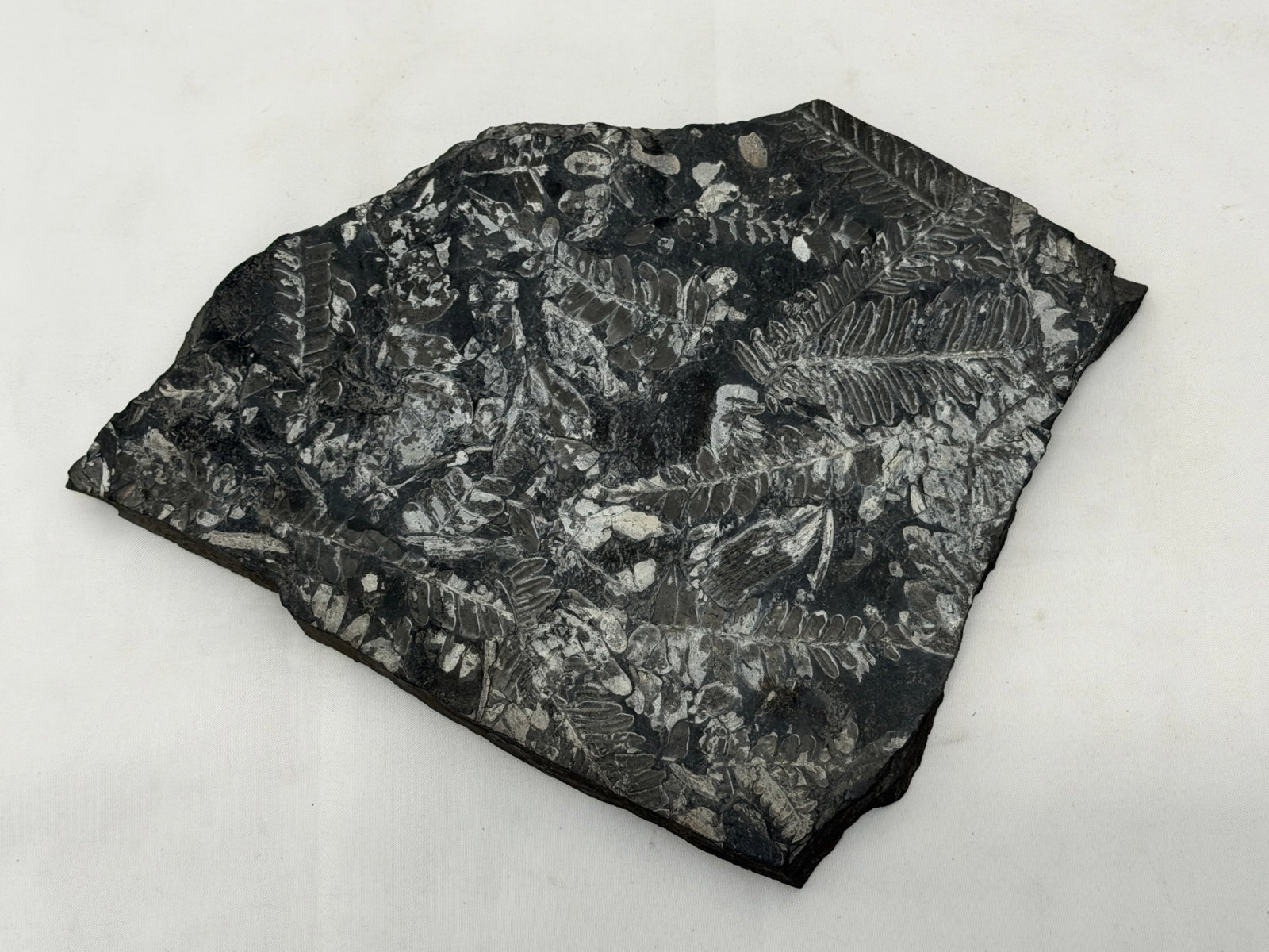 Fern Fossil on Slate 9" x 12.5" (1 of 3)