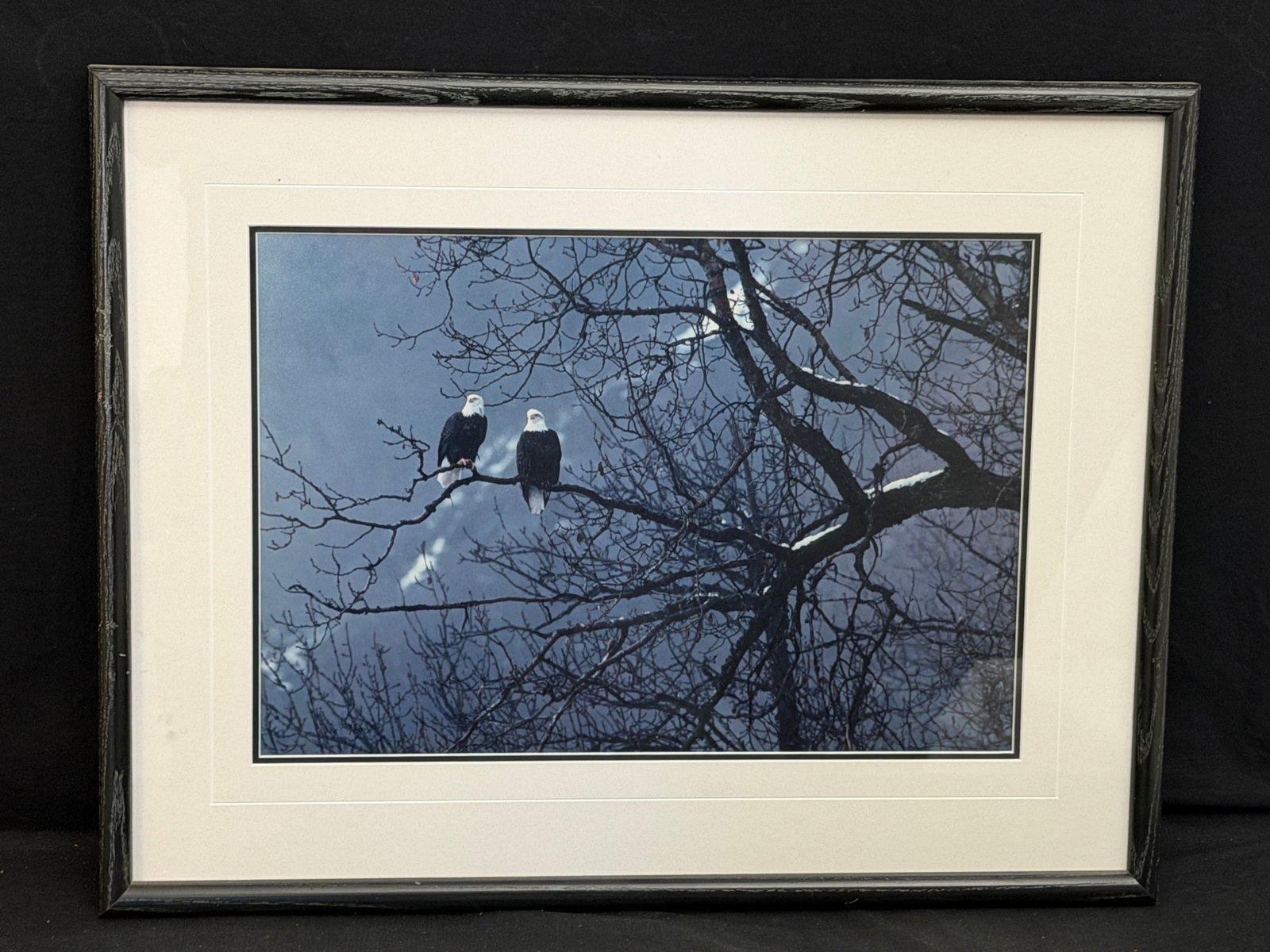 Thomas Mangelsen Limited Ed. Bald Eagles "After The Rain" # 723 / 950 - Framed 21" x 27.25" (1 of 4)