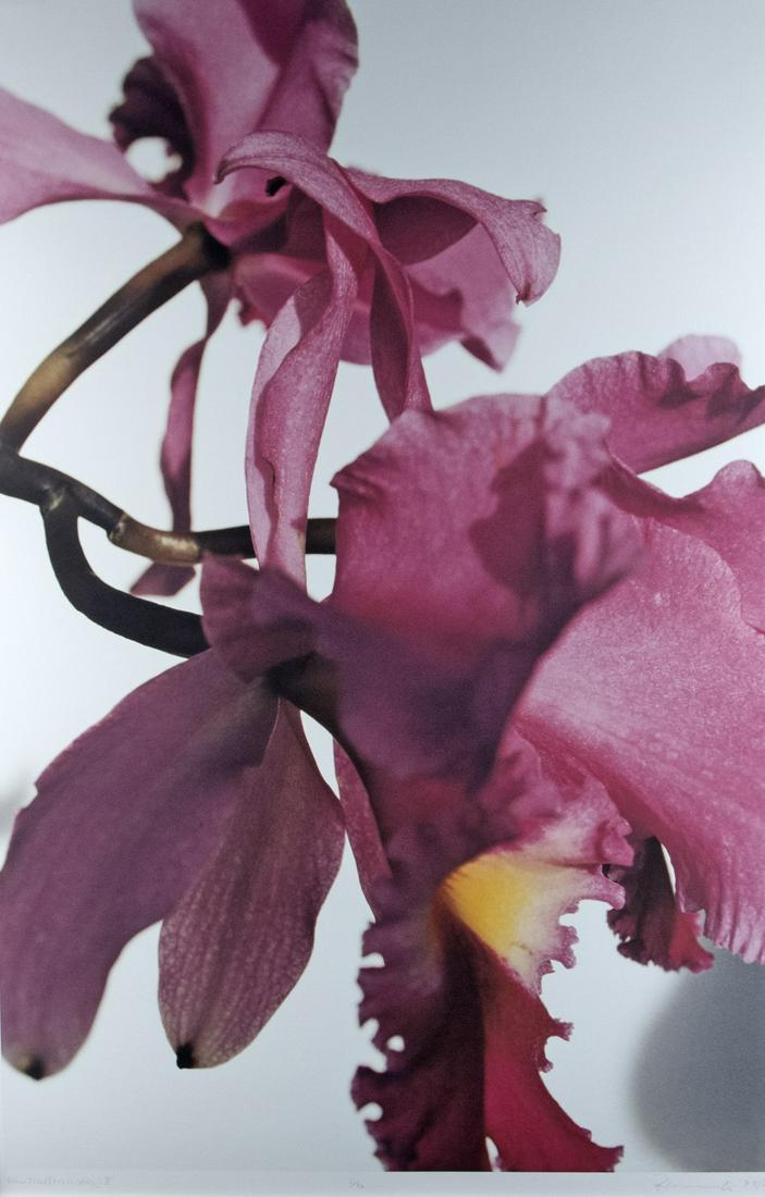 Florschuetz, Thomas: Ohne Titel (Orchideen) V: Thomas Florschuetz 1957 Untitled (Orchideen) V Iris print on paper (giclÃ©e print), 1999/2000; H 1133 mm, W 750 mm; inscribed, numbered and signed below ''Ohne Titel (Orchideen) V 2/40 Florschuetz 9